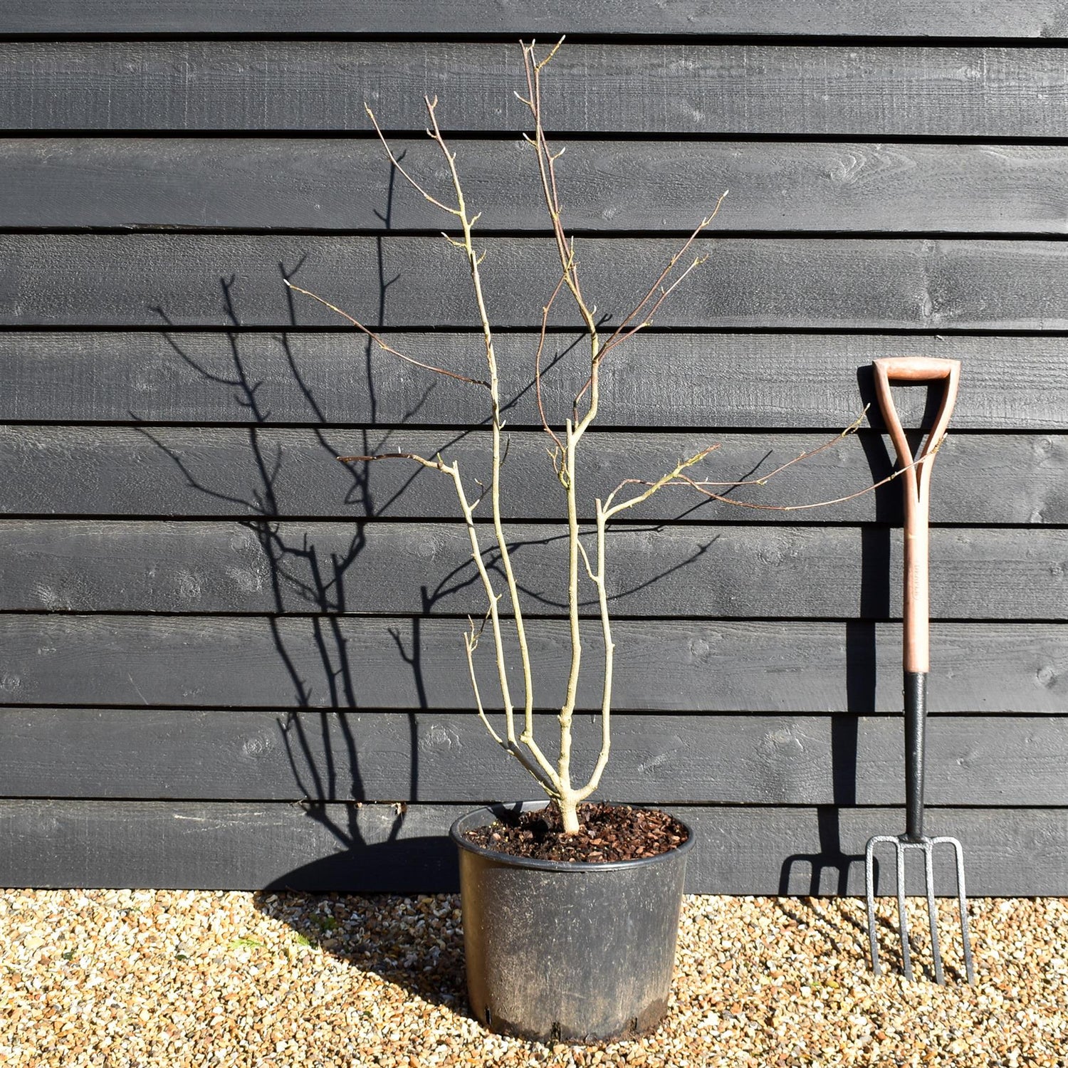 Magnolia x soulangeana - Bush - Height 140-150cm - 20lt