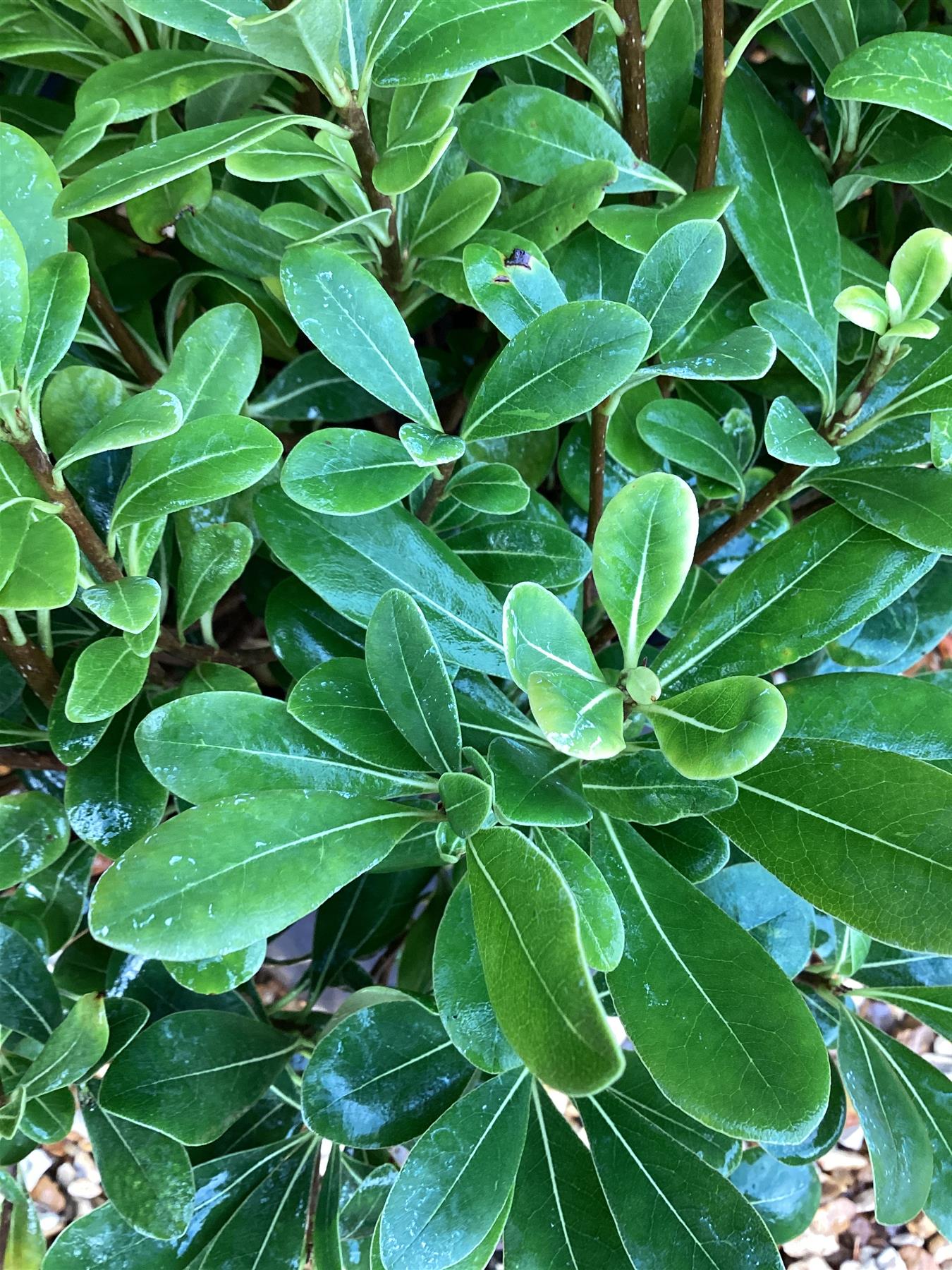 Pittosporum tobira 'Nanum' | Dwarf Japanese Pittosporum - 24lt