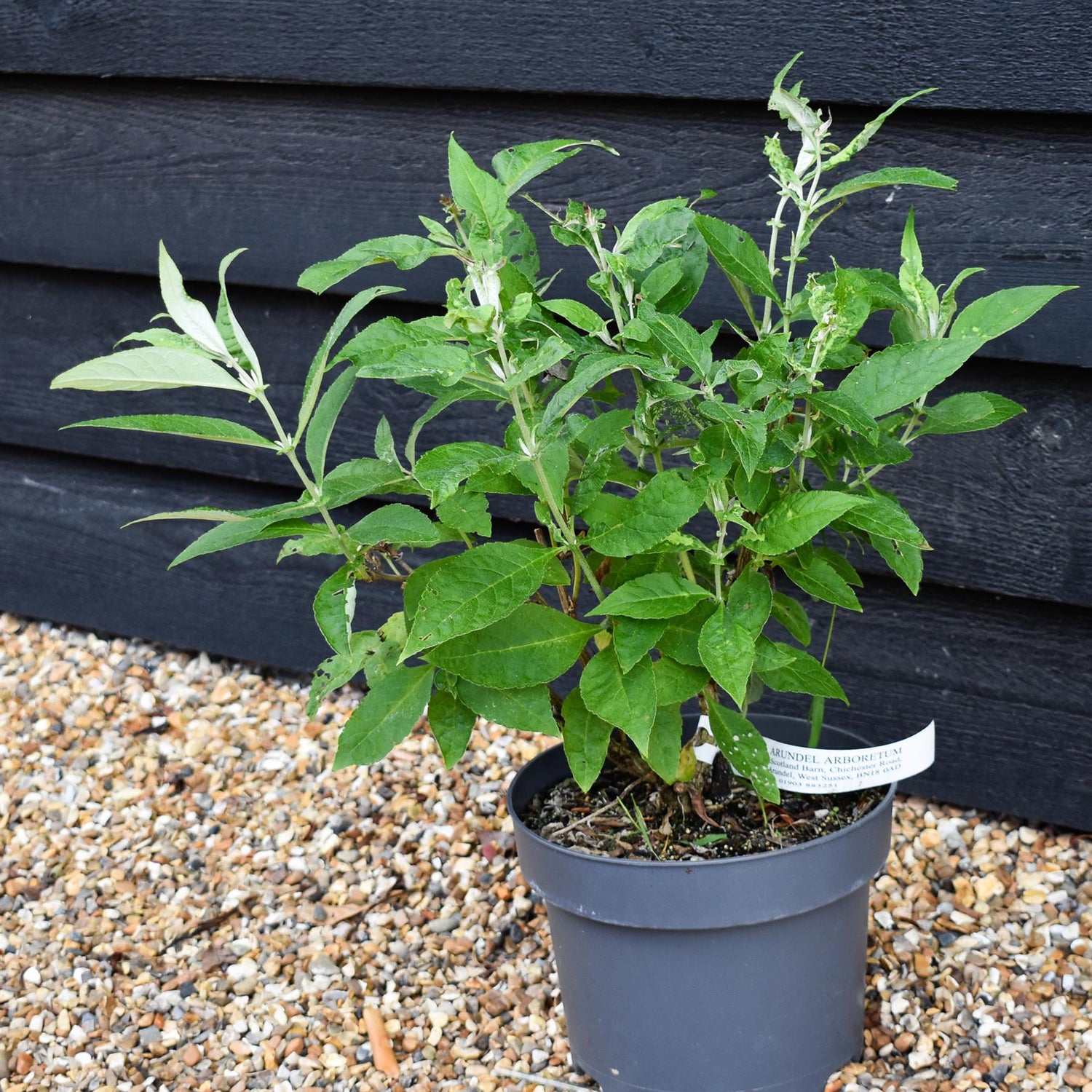 Buddleja 'Butterfly Candy Little White' | Butterfly Candy Little White Height 10-20cm - 4lt