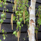 Betula pendula Youngii | Young’s Weeping Birch - 210-240cm, 45lt