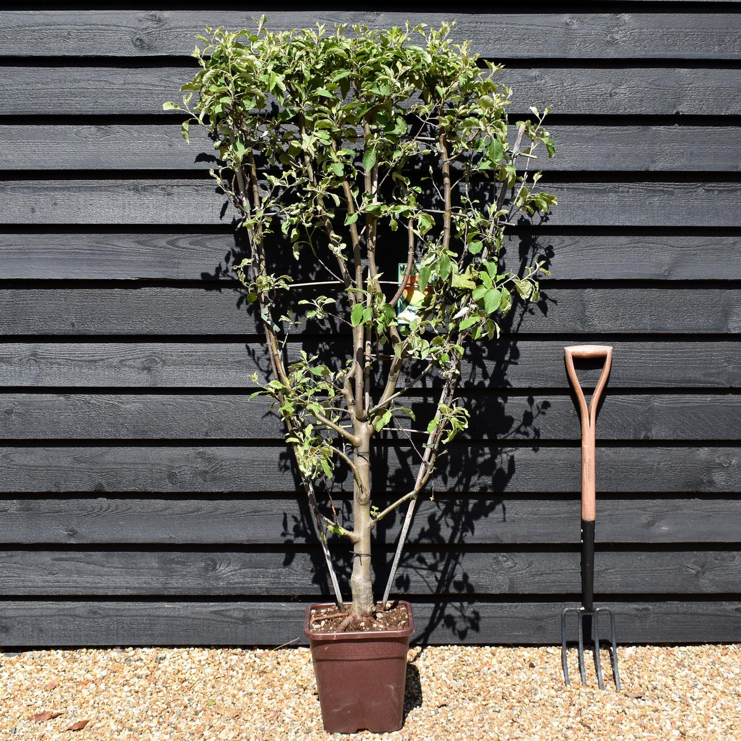 Malus Communis -  'Fuji' - Apple Tree - Espalier - Height 140-150cm - 15lt