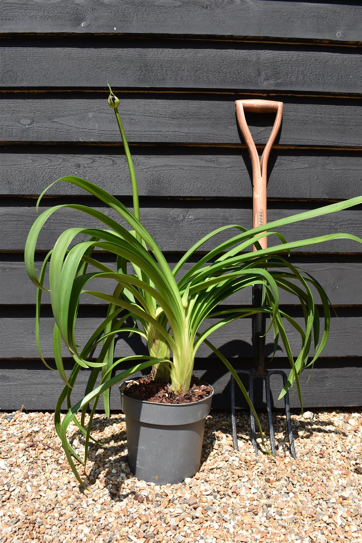 Agapanthus "Black Jack" | African Lily - Height 60-80cm - 5lt