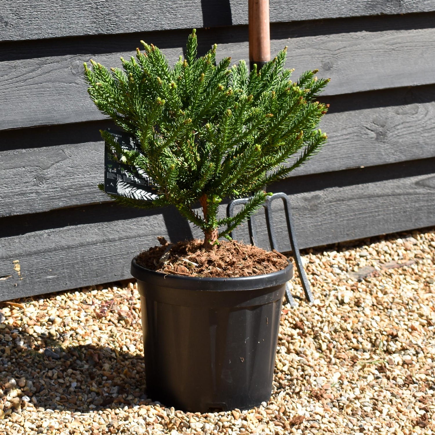 Cryptomeria japonica 'Dinger' | Japanese Cedar - Height 30cm - 8lt