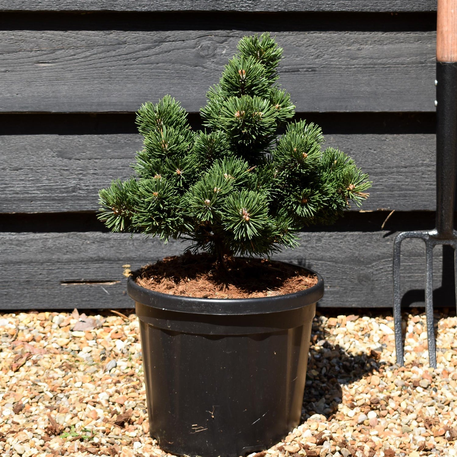 Pinus mugo 'Jakobsen' - Height 30-40cm - Width 30cm-40cm - 8lt
