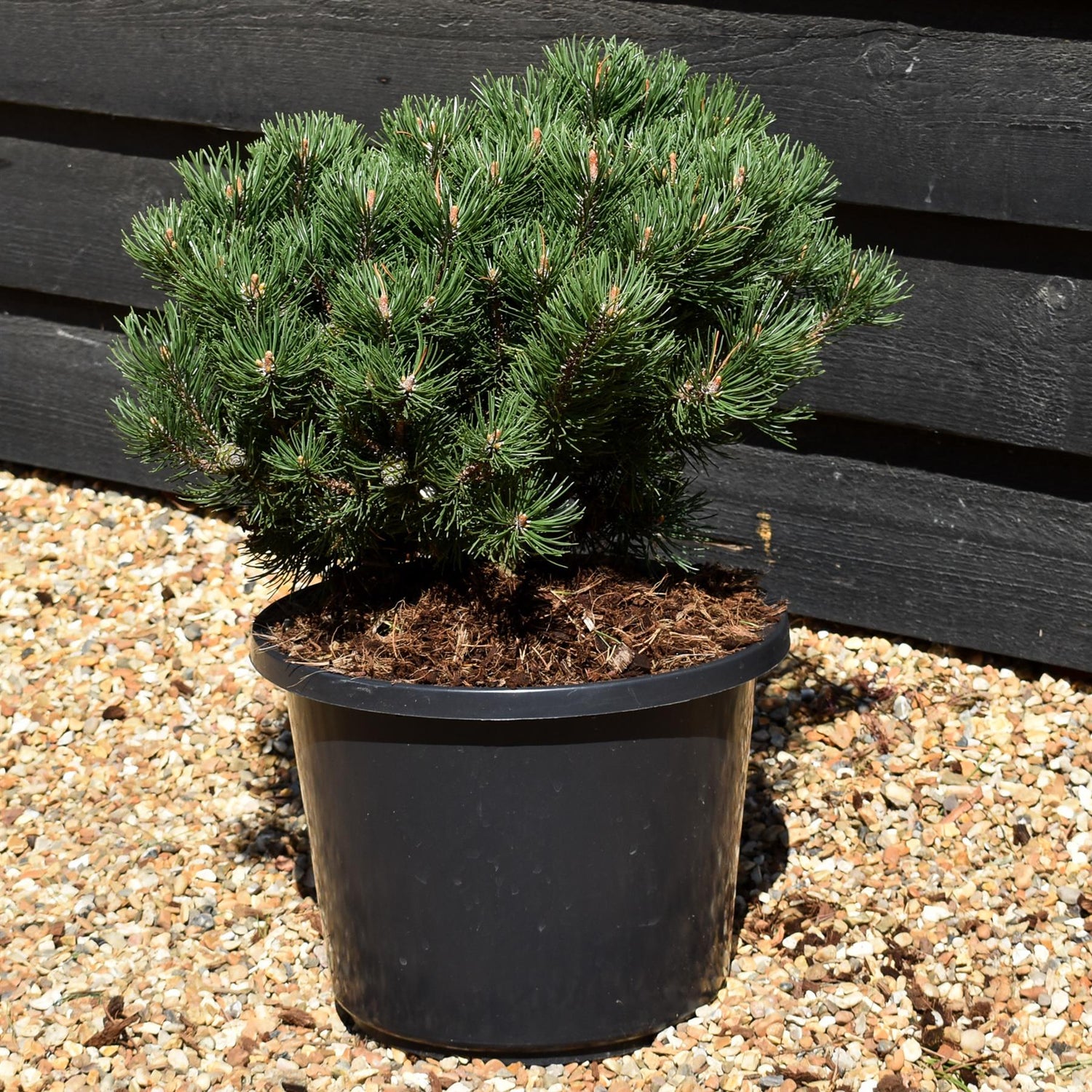 Pinus mugo 'Laurin' | Dwarf mountain pine - Height 30-40cm - 15lt