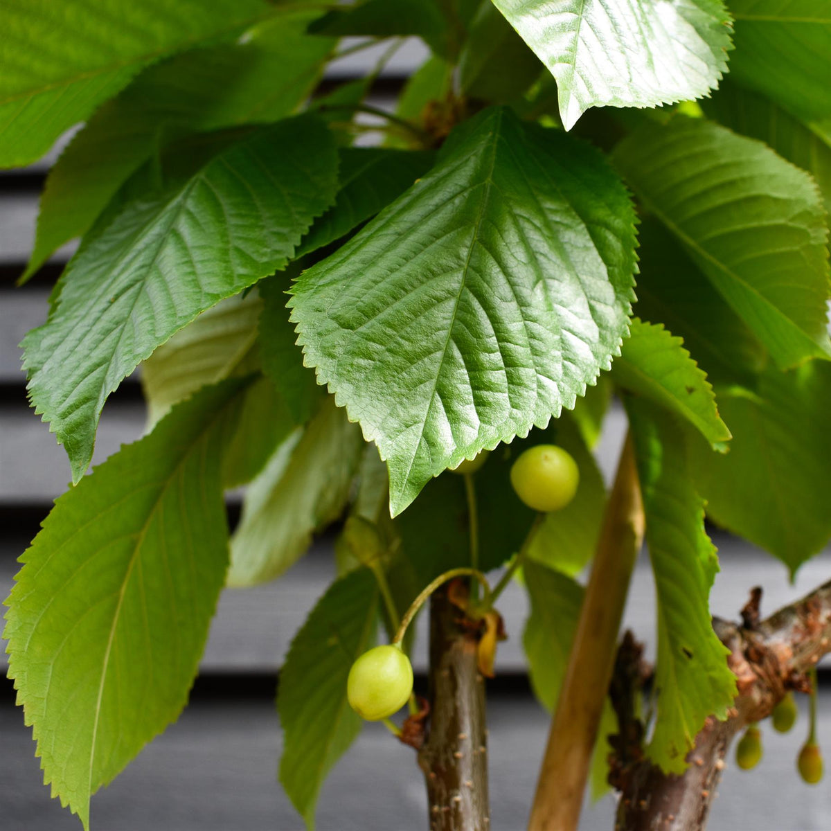 Cherry 'Stella' half-standard | Prunus avium - Height 160-180cm - 12lt