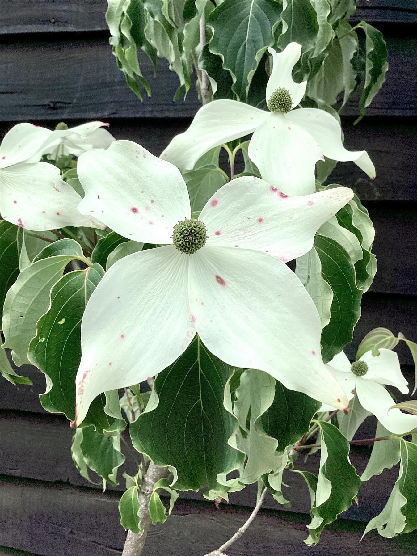 Cornus kousa Weisse | White Fountain Dogwood - 180-220cm, 20lt