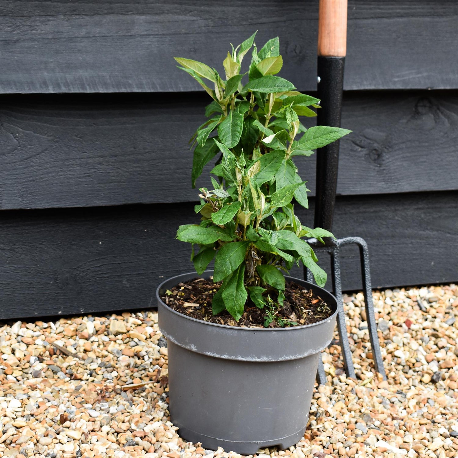 Buddleja 'Butterfly Candy Little Pink' | Butterfly Candy Little Pink Height 10-20cm - 4lt