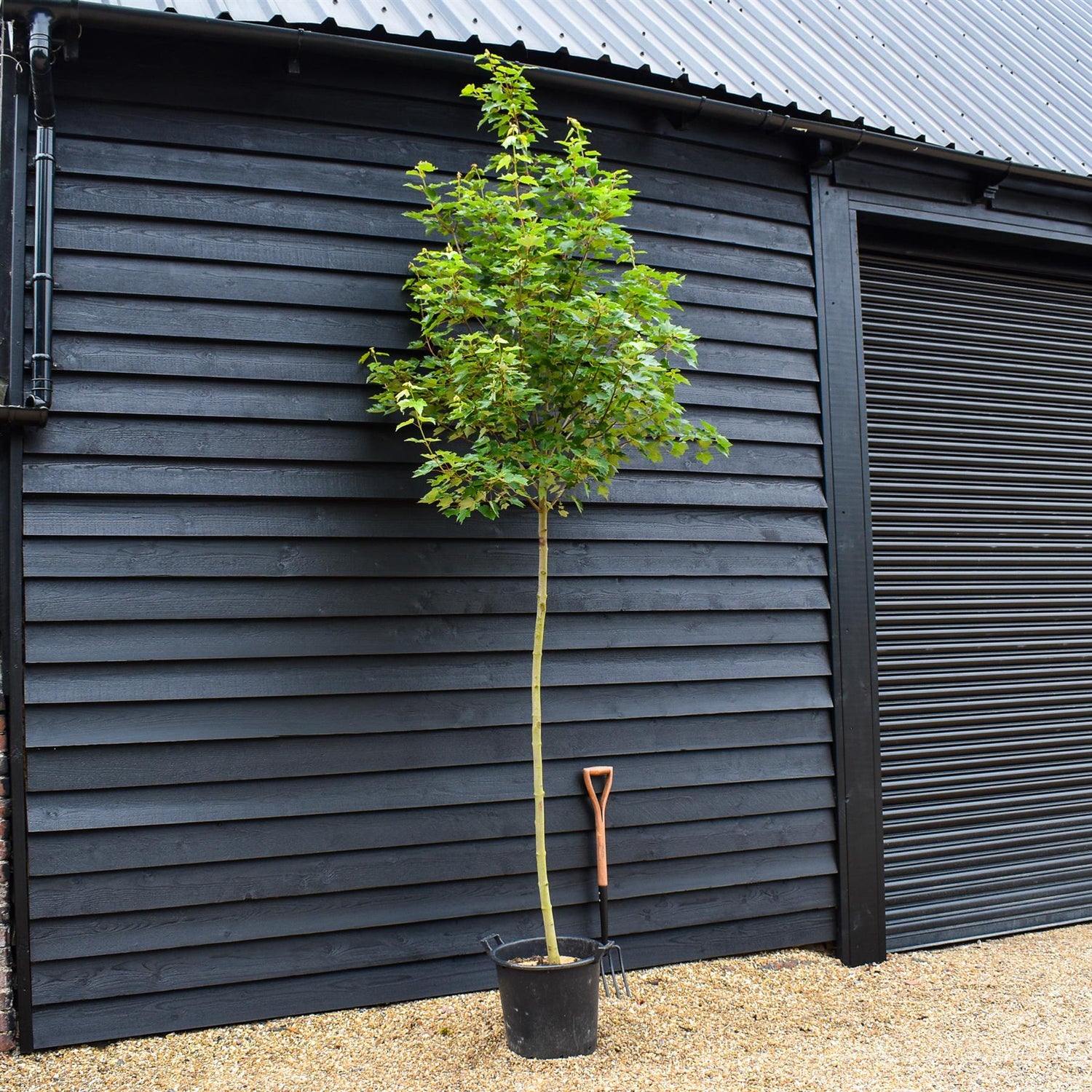 Red Maple | Acer rubrum 'Fairview Flame' - Height 320-350cm - Girth 10-12cm - 45lt