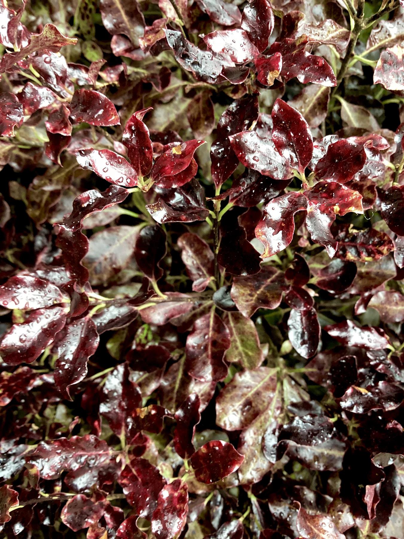 Pittosporum Tom Thumb - Height 60-80cm - Width 80-100cm - 30lt