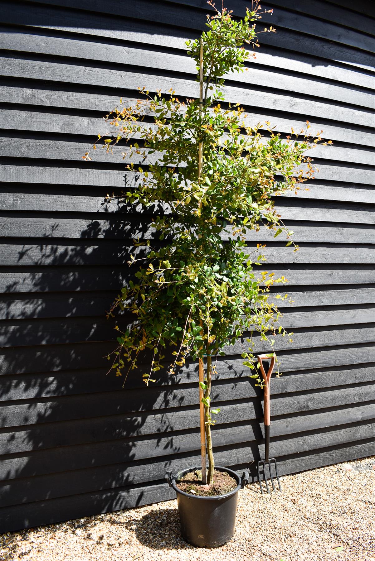 Black Ridge Oak | Quercus phillyreoides -  Height 220-280cm - 30lt