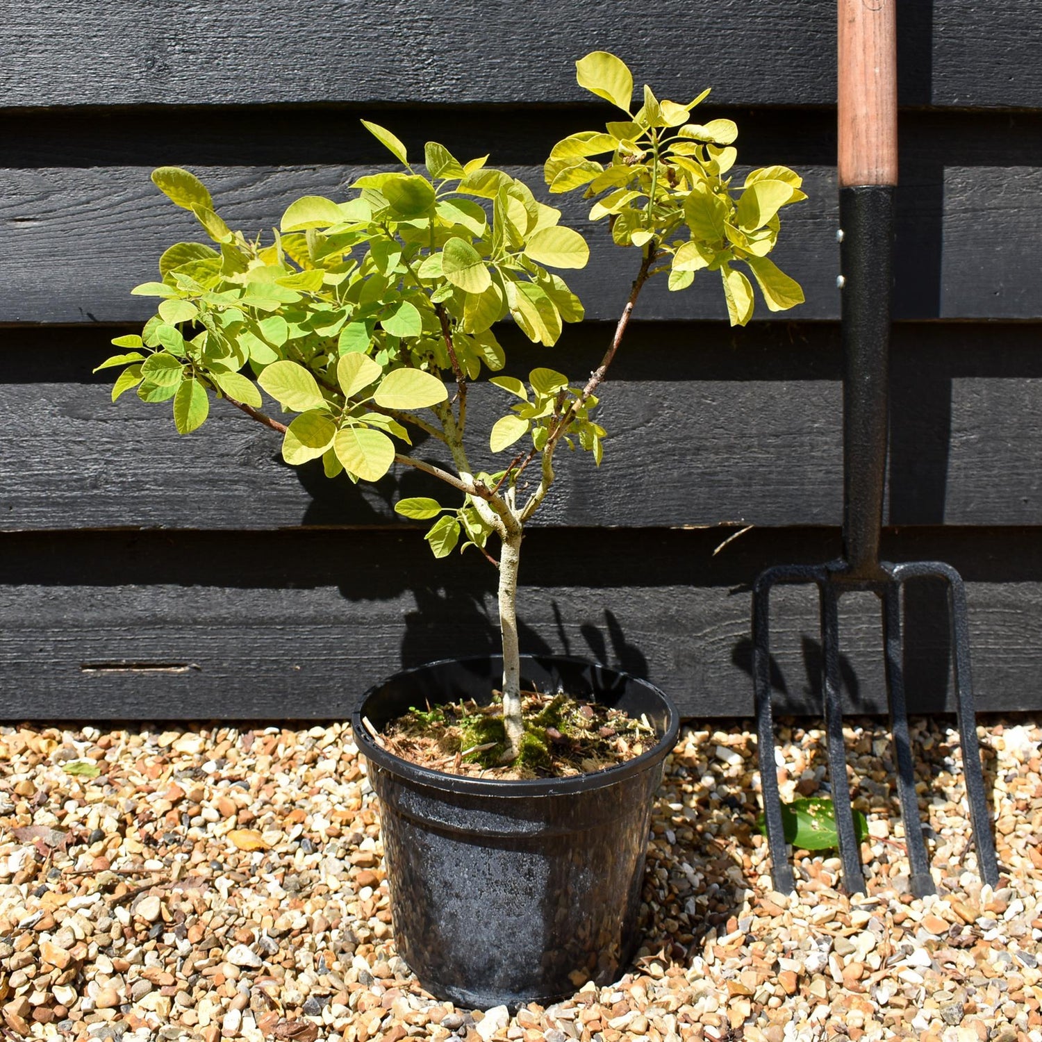 Cotinus coggygria 'Golden Spirit' -'3lt
