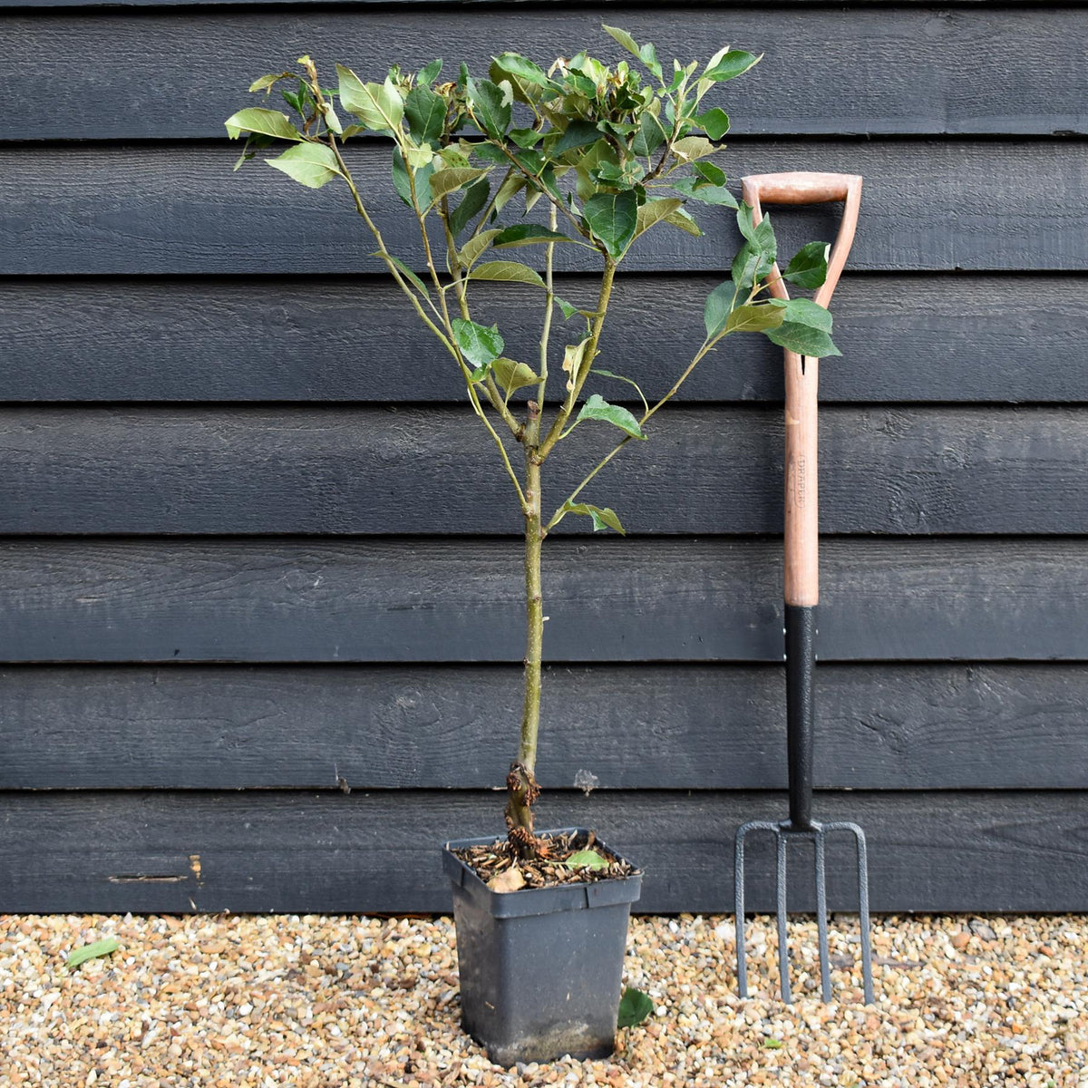 Apple tree 'James Grieve' | Malus domestica - Patio Rootstock - Height 80-100cm - 7lt