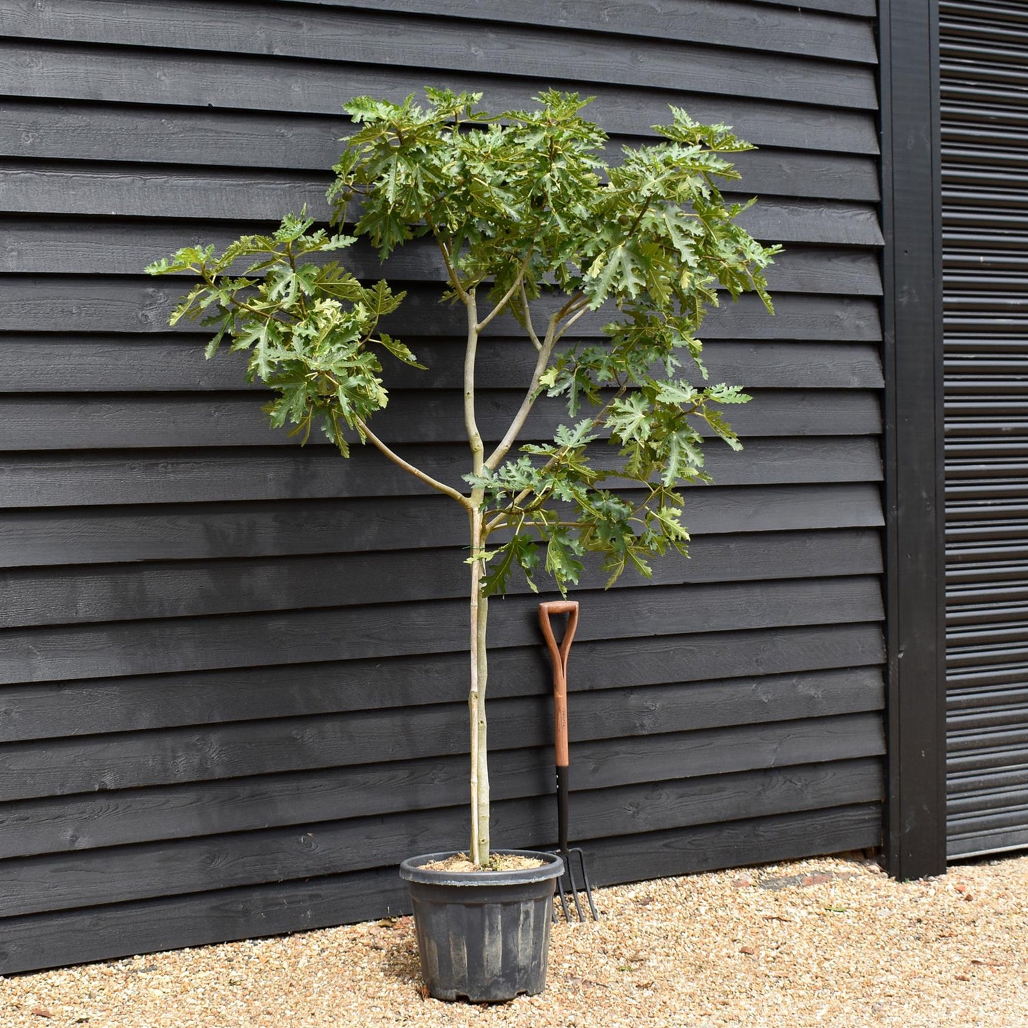 Fig | Ficus carica 'Ice Crystal' - Half Standard - Height 180-200cm - 35lt