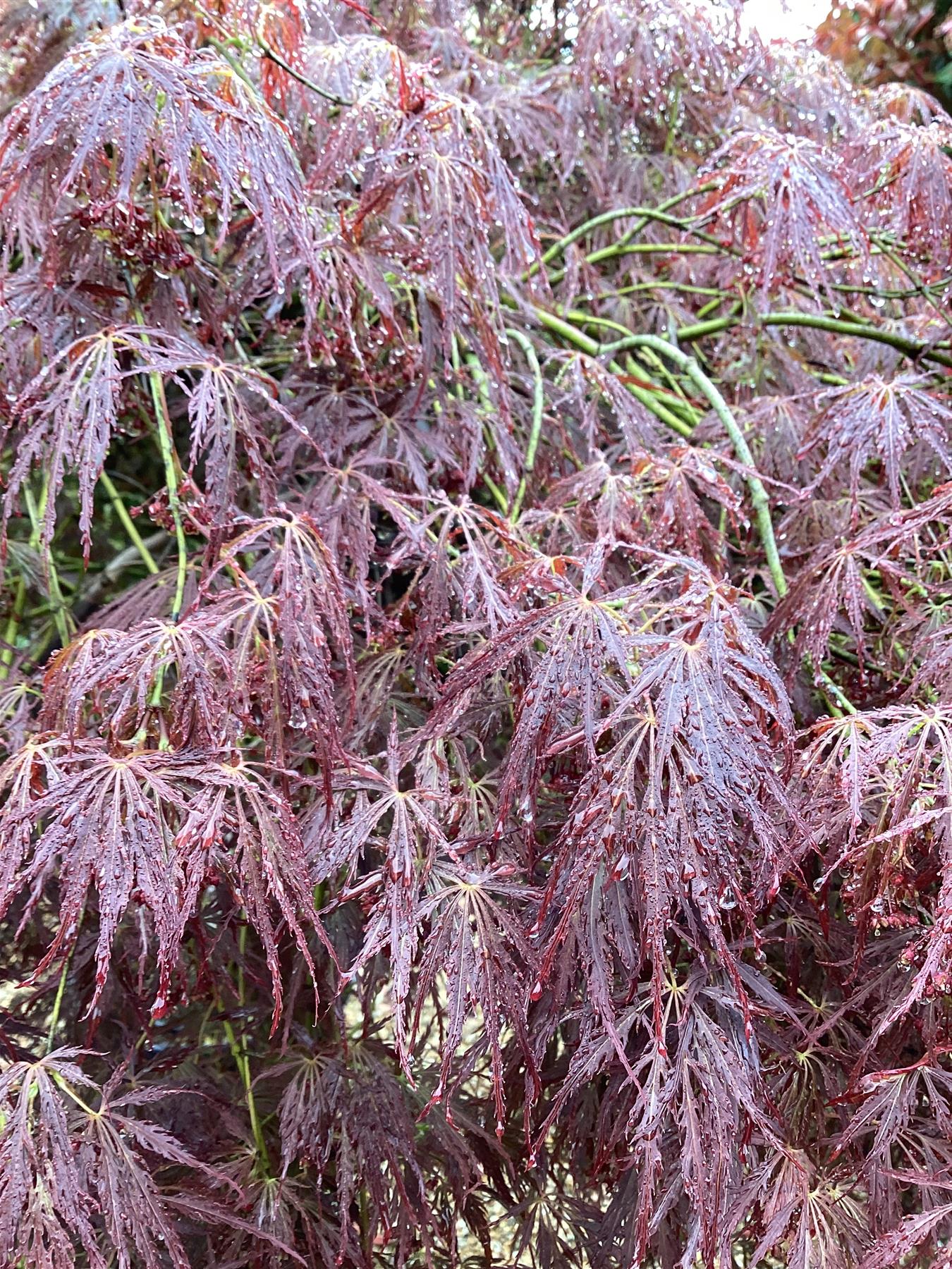 Acer palmatum 'Garnet' | Garnet Japanese Maple - Girth 20cm - Stem 130cm - 180cm - 130lt