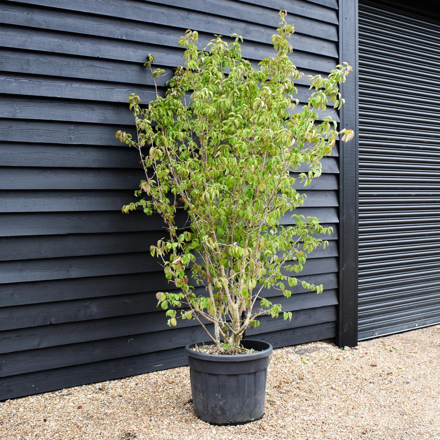 Cornus Mas | Cornelian Cherry - Height 220-250cm, 90lt