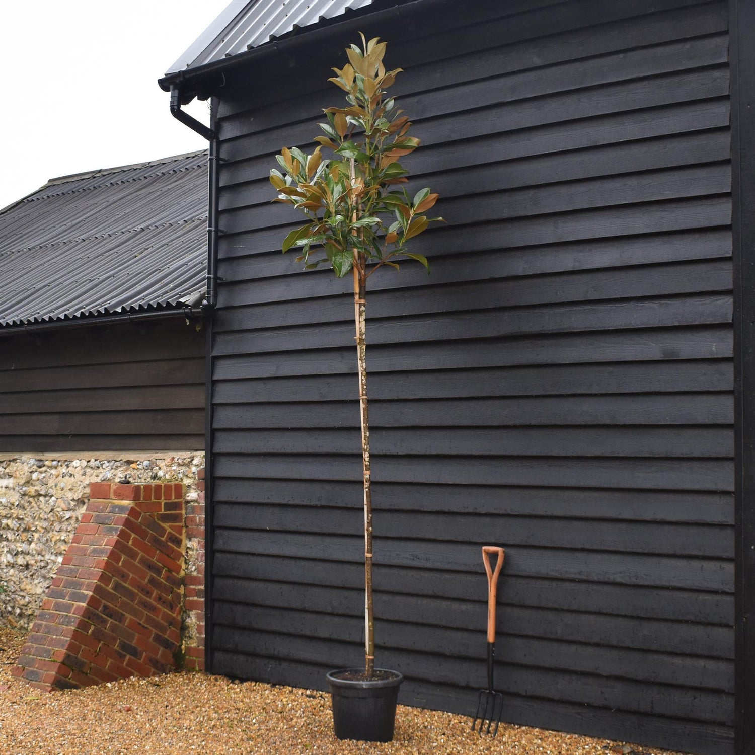 Magnolia Grandiflora 'Galissonniere' | Southern Magnolia 'Galissonniere' - Standard - Clear Stem 180-200cm - Girth 6-8cm - Height 290-300cm - 30lt