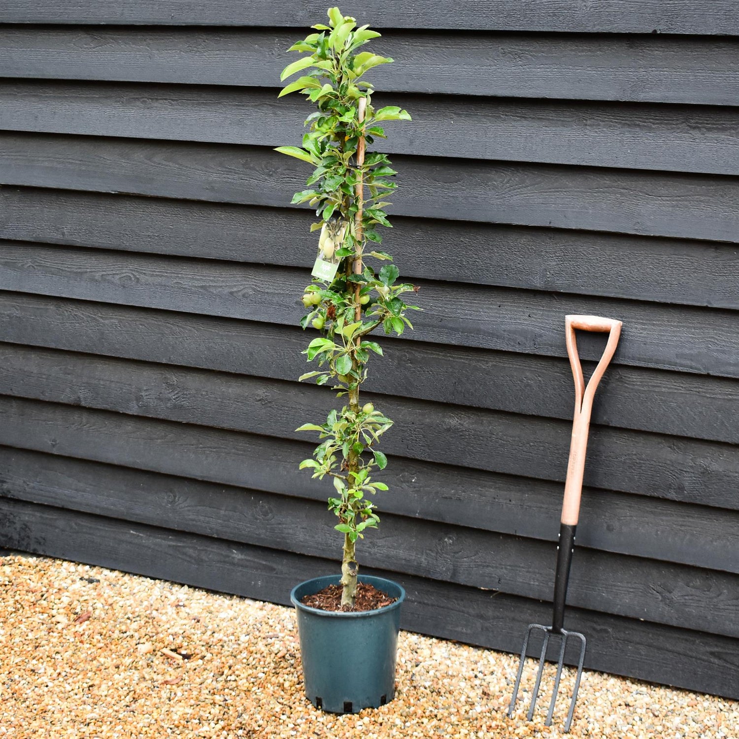 Apple tree 'Greenfinch' (Starline) | Malus domestica - 130-150cm - 10lt