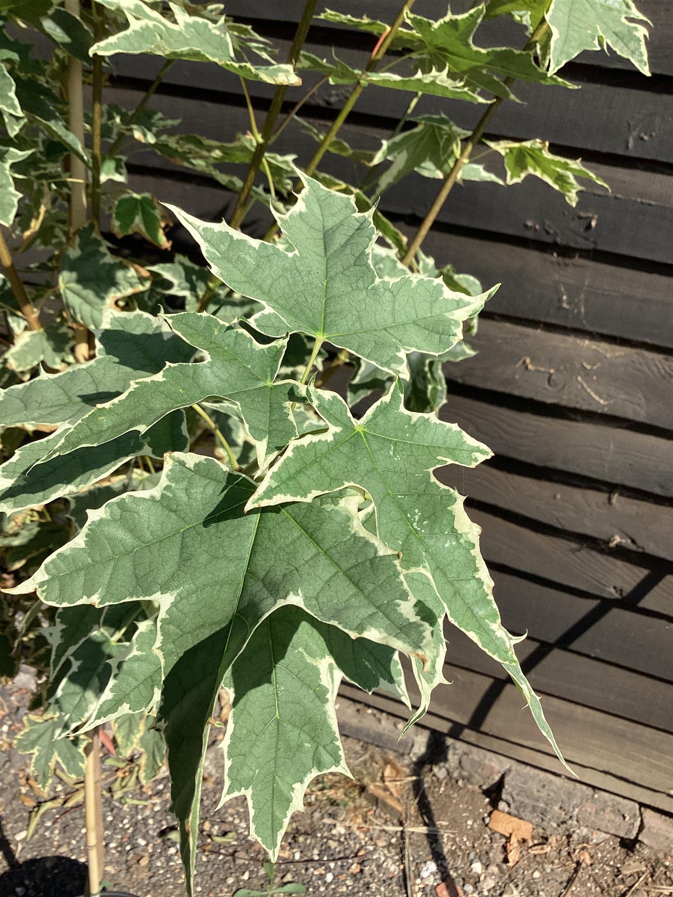 Acer Platanoides 'Drummondii' | Norway Maple 1/2 std Clear Stem - 150-180cm, 10lt