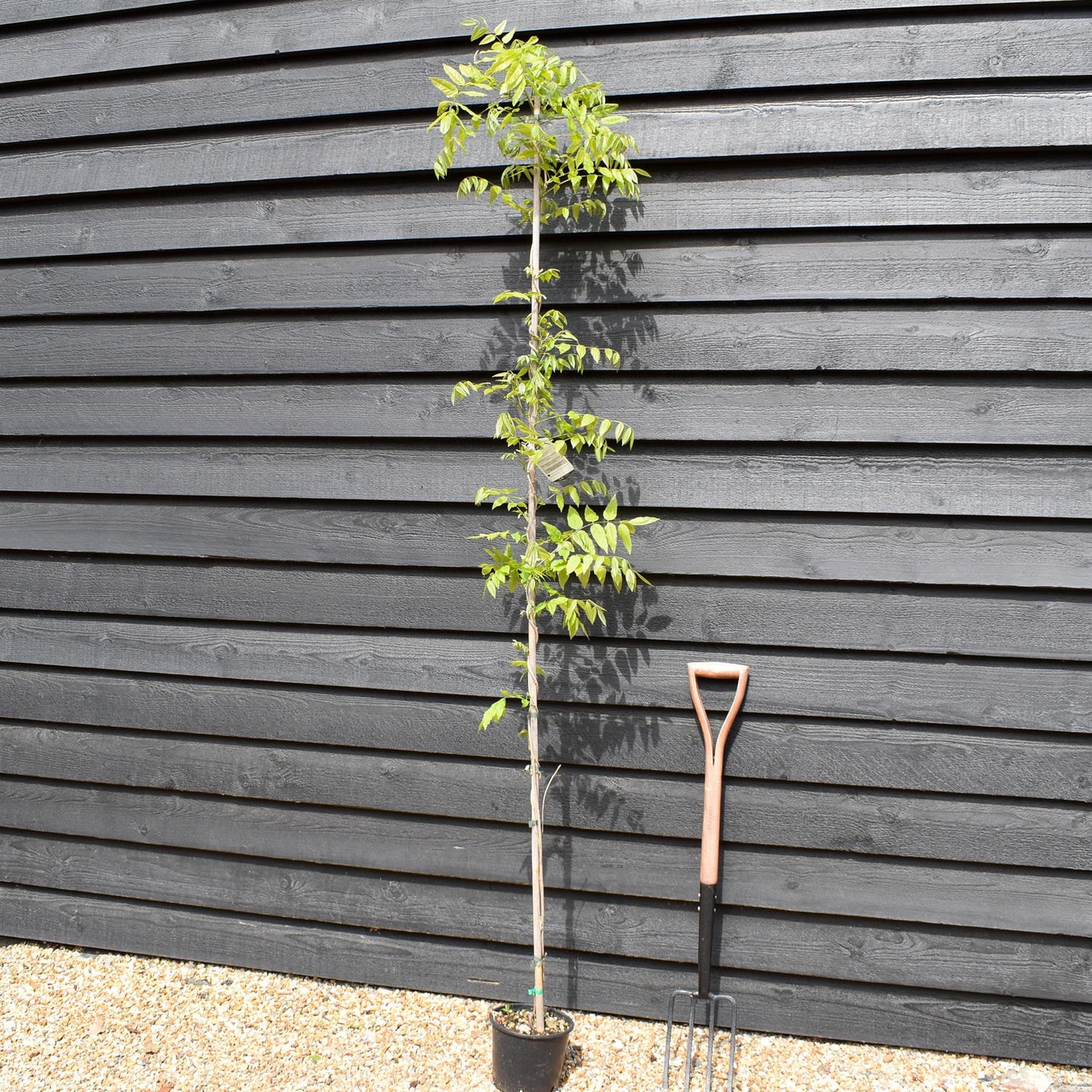 Wisteria floribunda 'Ito Koku Riu' - Cane - Height 150-200cm - 3lt
