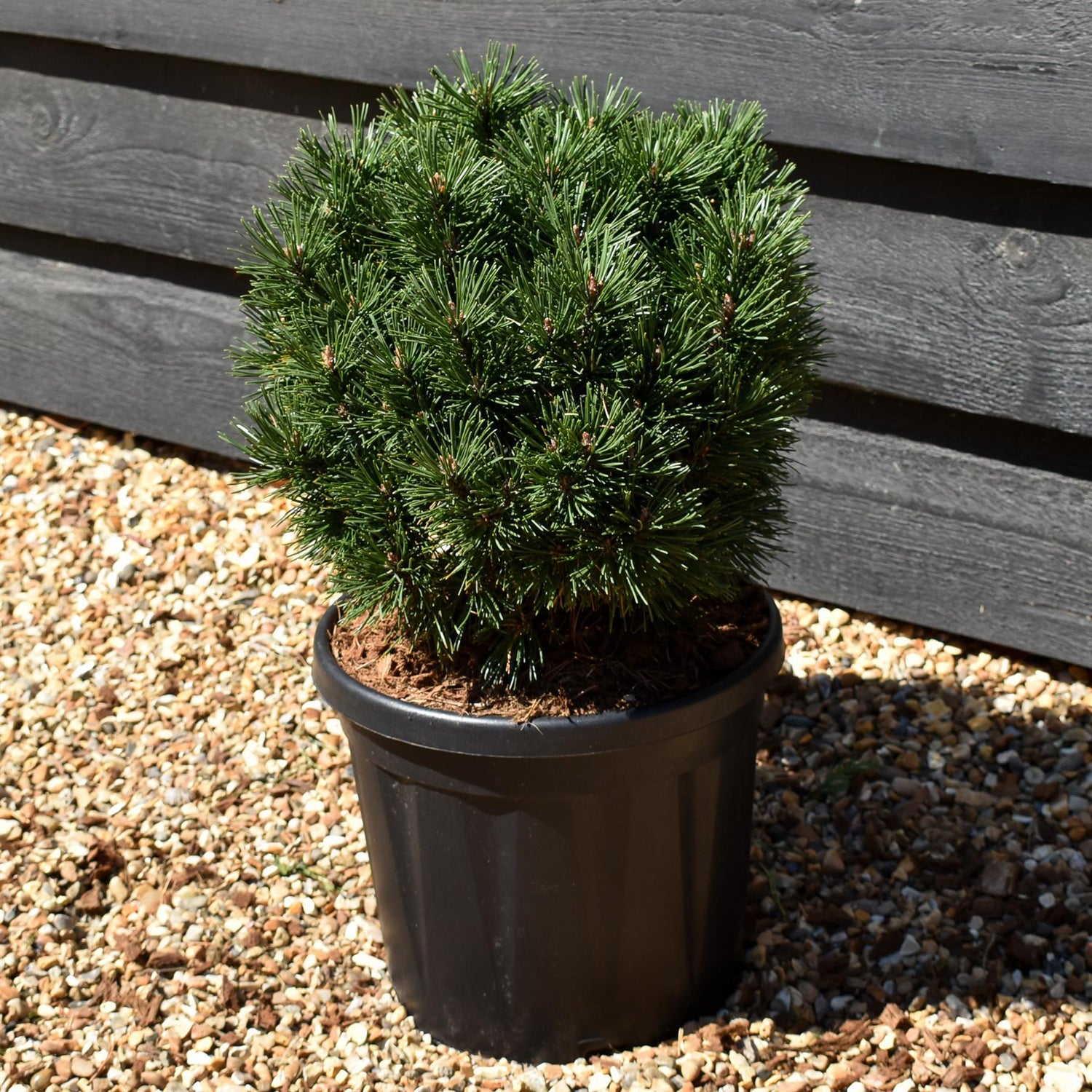 Pinus mugo 'Gnom Findling' | Dwarf mountain pine - Height 25-35cm - 7.5lt