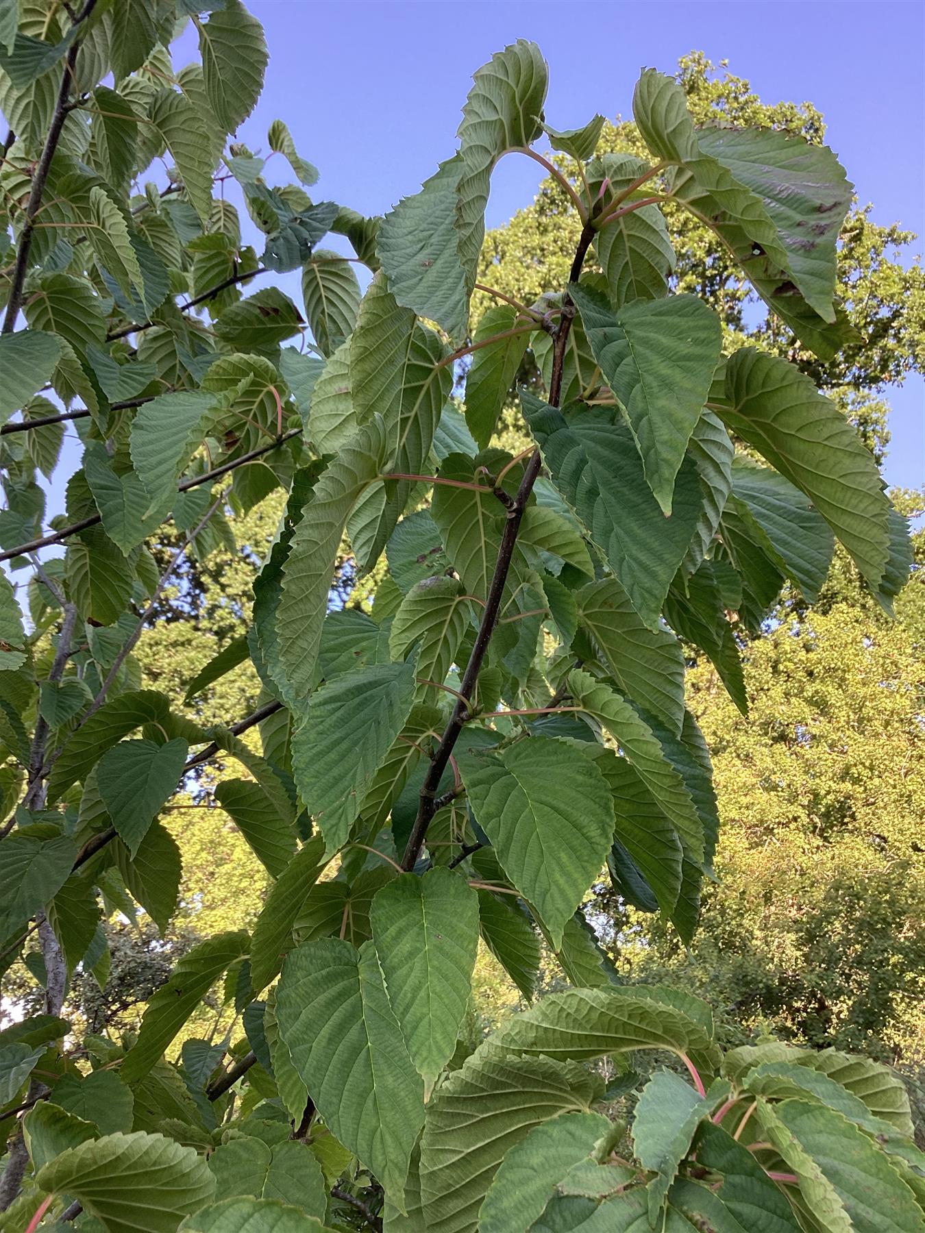 Davidia involucrata | Dove Tree - 380-410cm, 90lt