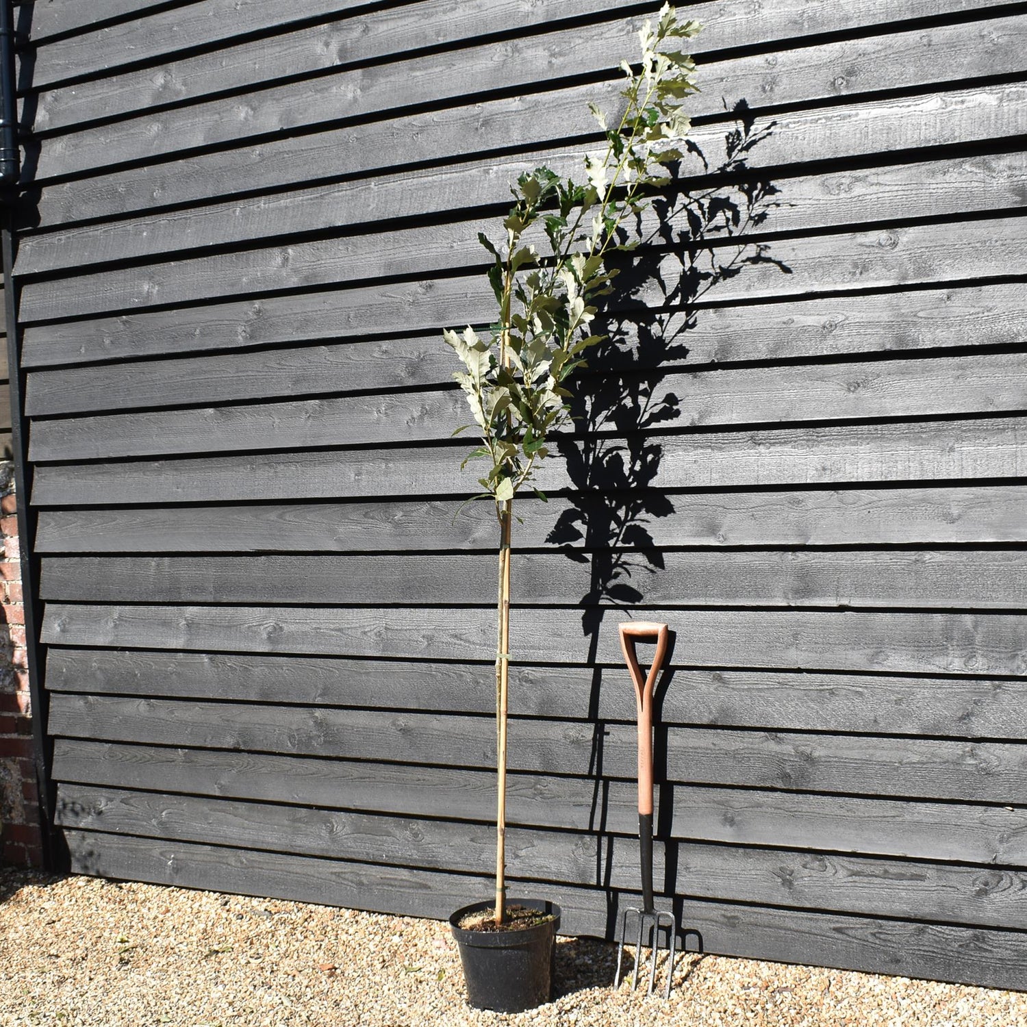 Regal Prince Oak | Quercus bicolor 'Regal Prince' - Pot Grown - 10lt