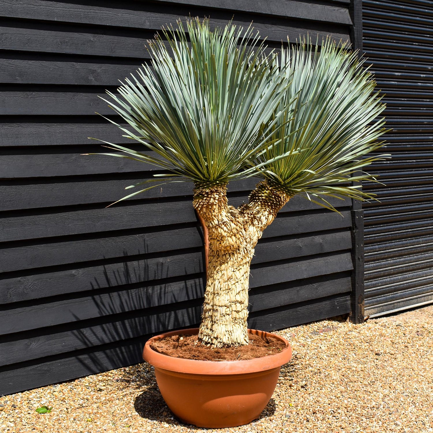 Yucca rostrata 'Blue Swan' - Multi Stem 65-70cm - Height 150cm - 90lt