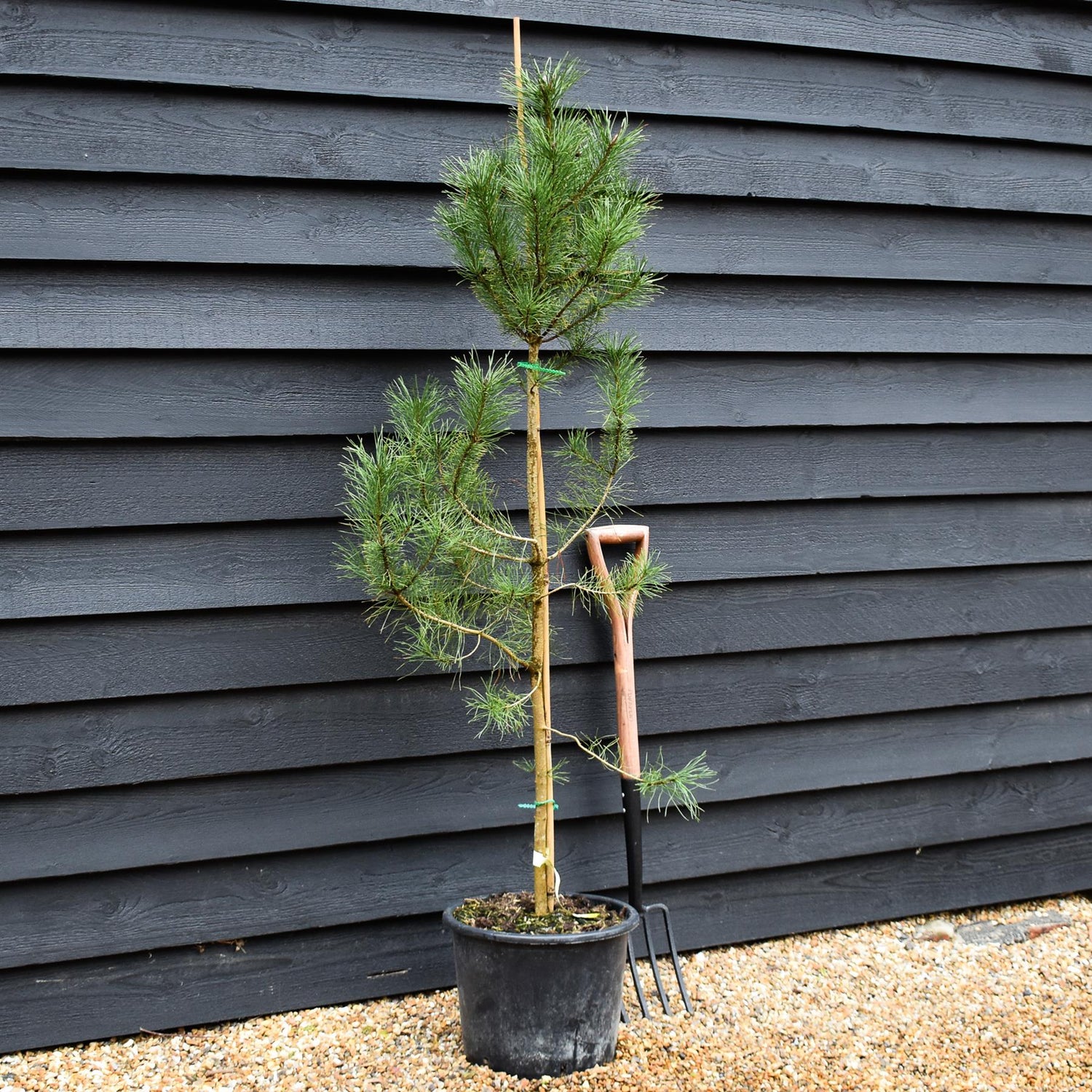 Pinus contorta - Lodgepole Pine - Height 150-200cm - 20lt