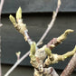 Magnolia Black Tulip 1/4 Standard - 190-225cm - 18lt