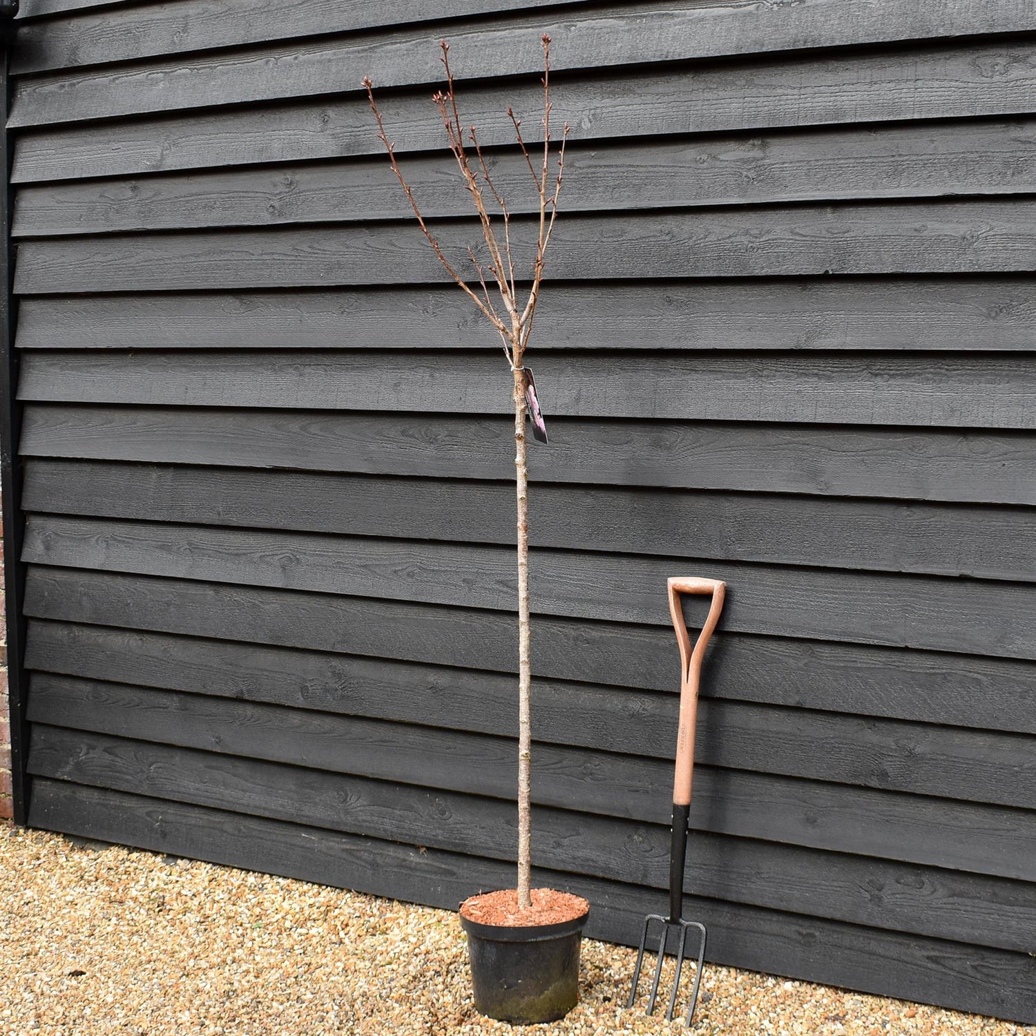 Cherry | Prunus Royal Burgundy - Clear Stem 120cm - Girth 6-8cm - Height 170-180cm - 10lt