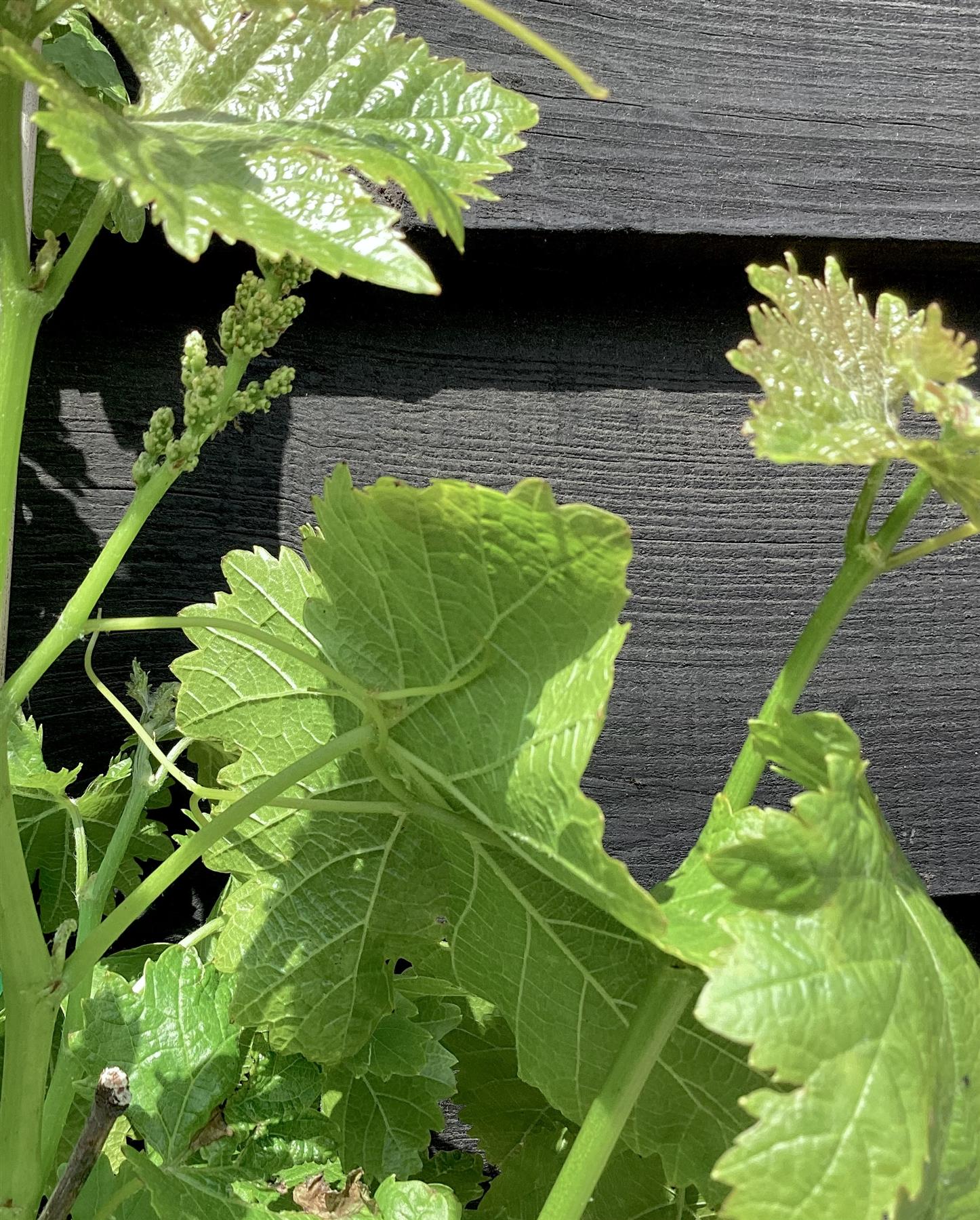 Grape Vine | Vitis Vinifera 'Superior' - Cane - 5lt