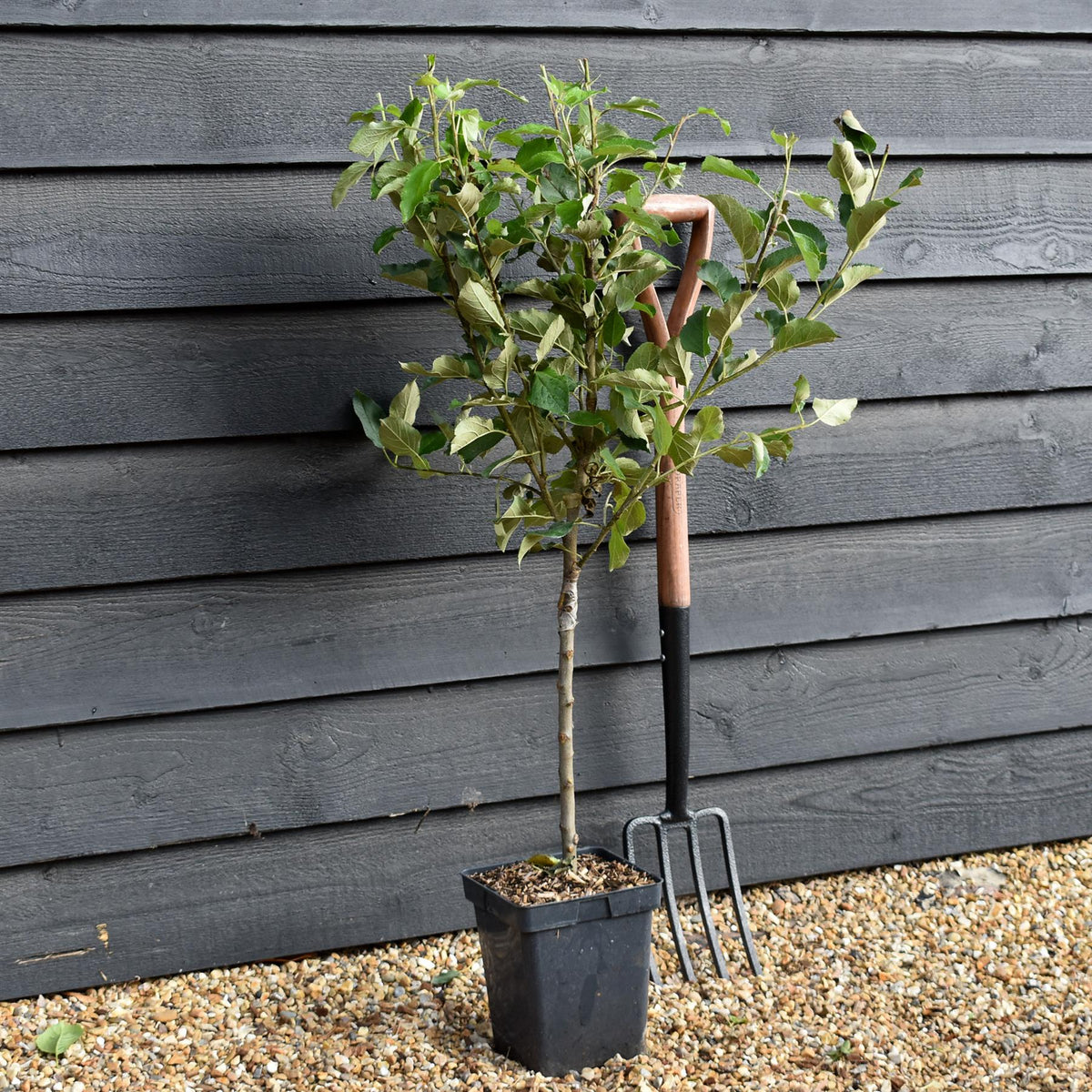 Apple tree 'Elstar' | Malus Domestica - Patio Rootstock - Height 80-100cm - 7lt
