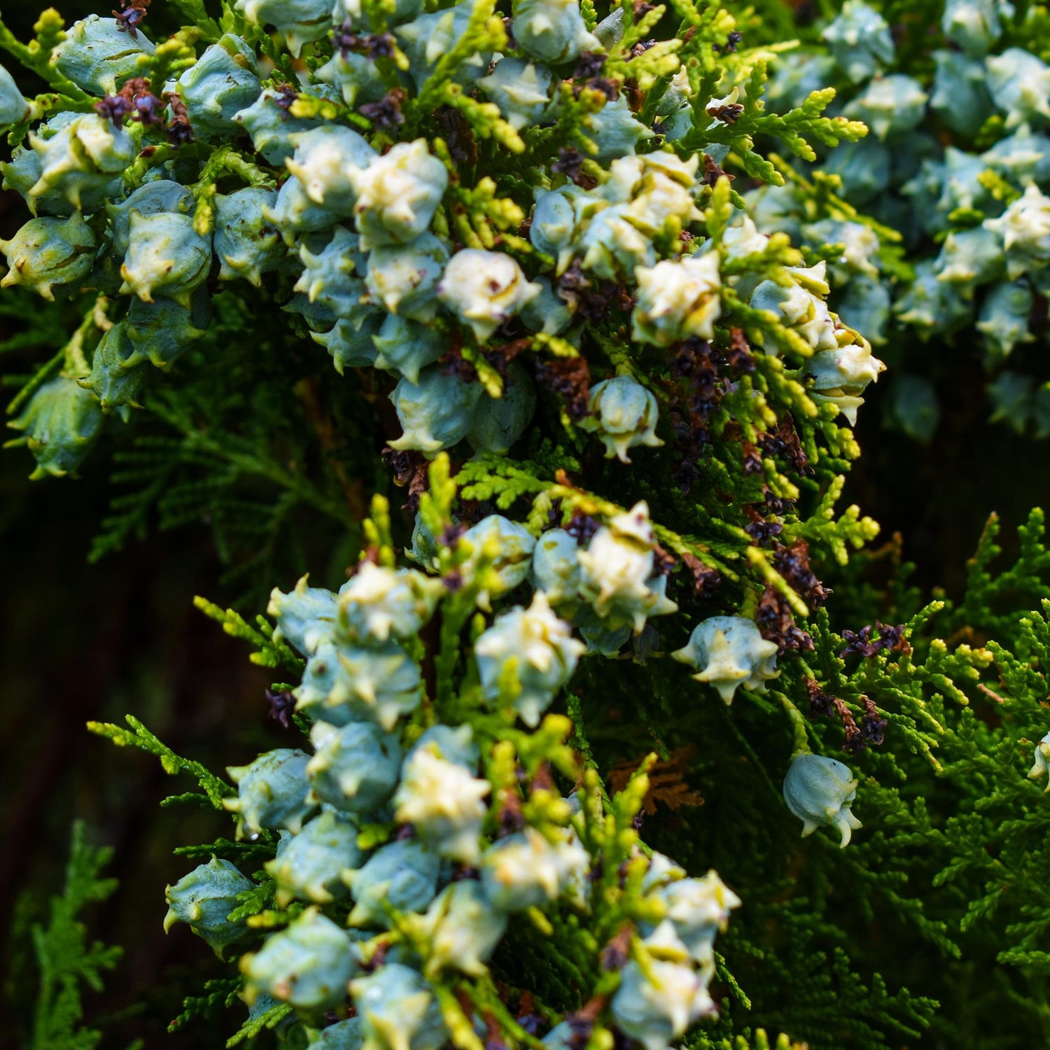 Thuja orientalis 'Aurea Nana' - 50-60cm, 25lt