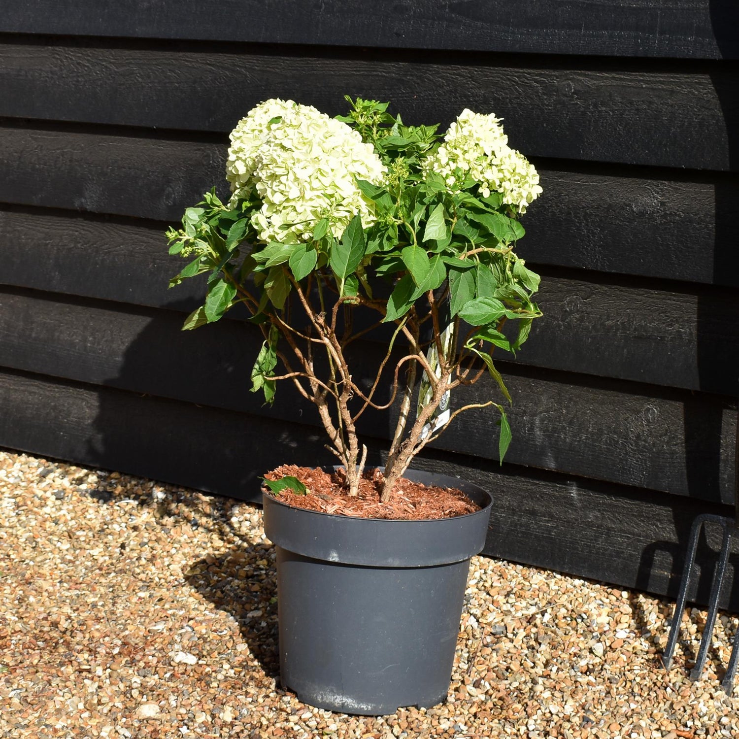 Hydrangea Paniculata 'Little Spooky' - Height 50-60cm - 15lt