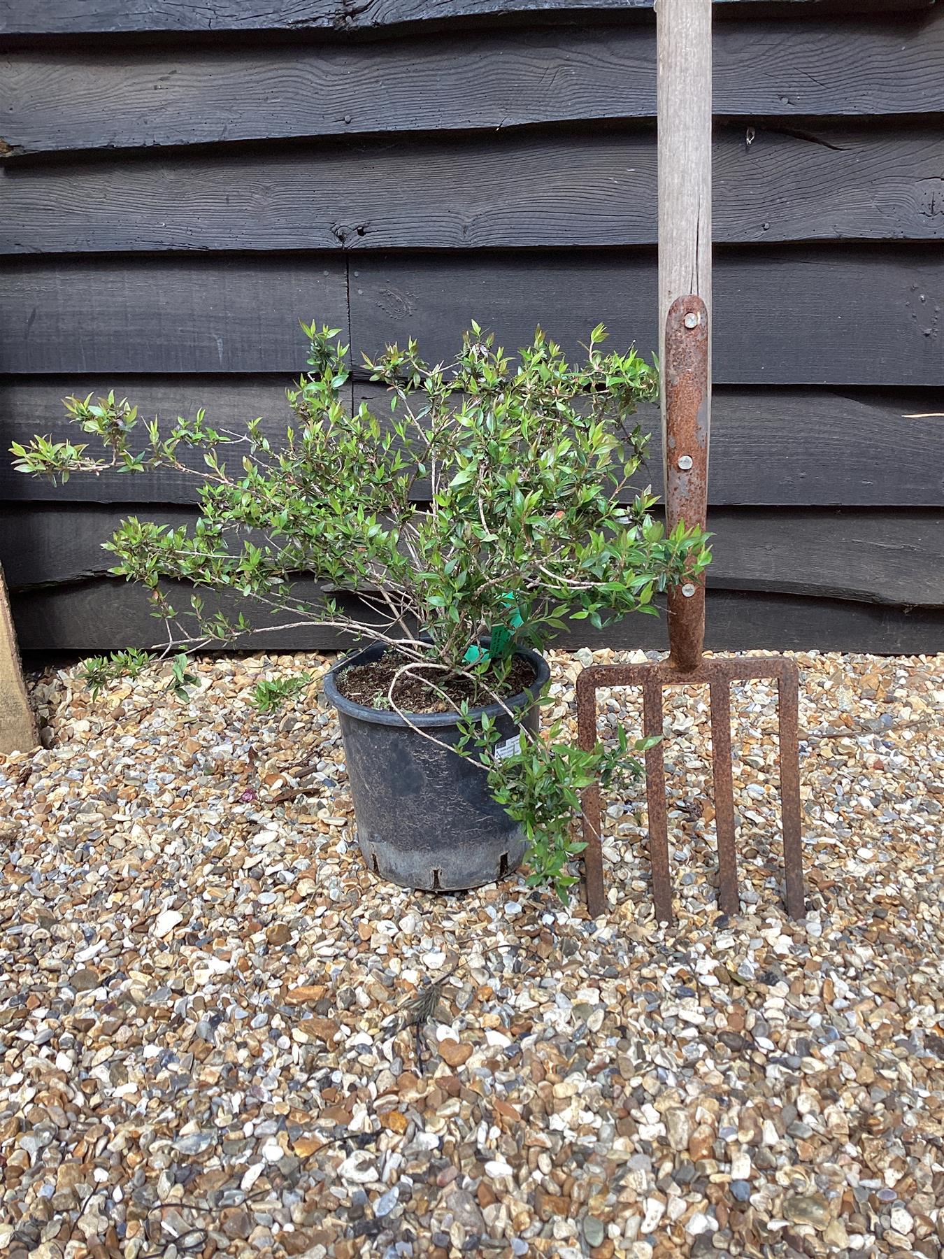 Abelia grandiflora 'Prostrata' | Dwarf Abelia - 20-30cm - 5lt