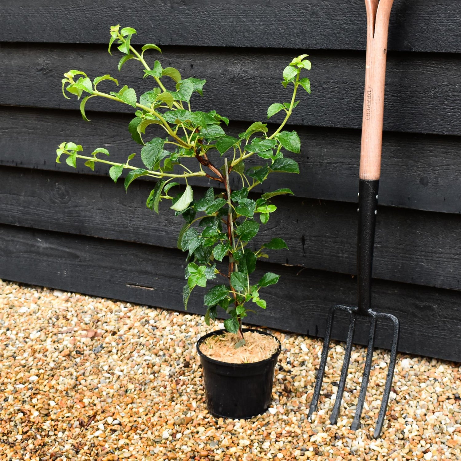 Hydrangea petiolaris | Climbing Hydrangea - 30-40cm - 3lt