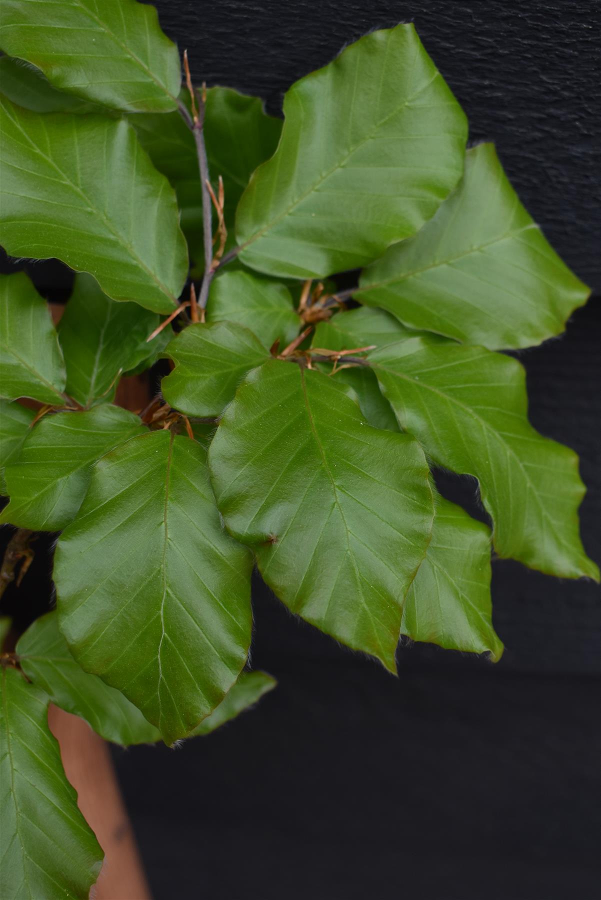 Fagus sylvatica | European Beech - Height 155-190cm - 12lt
