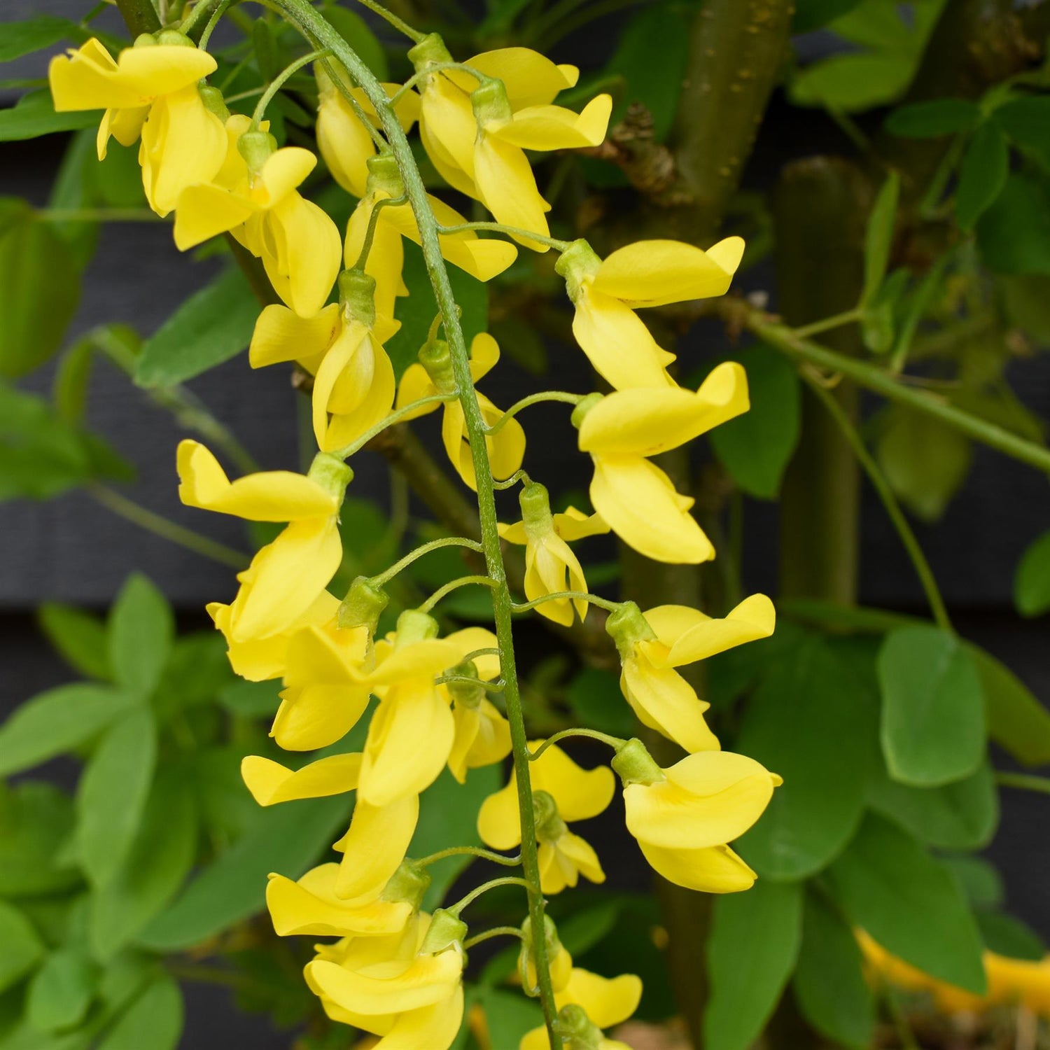 Laburnum x watereri 'Vossii' | Golden Chain Tree -Shrub - Height 90-120cm - 20lt