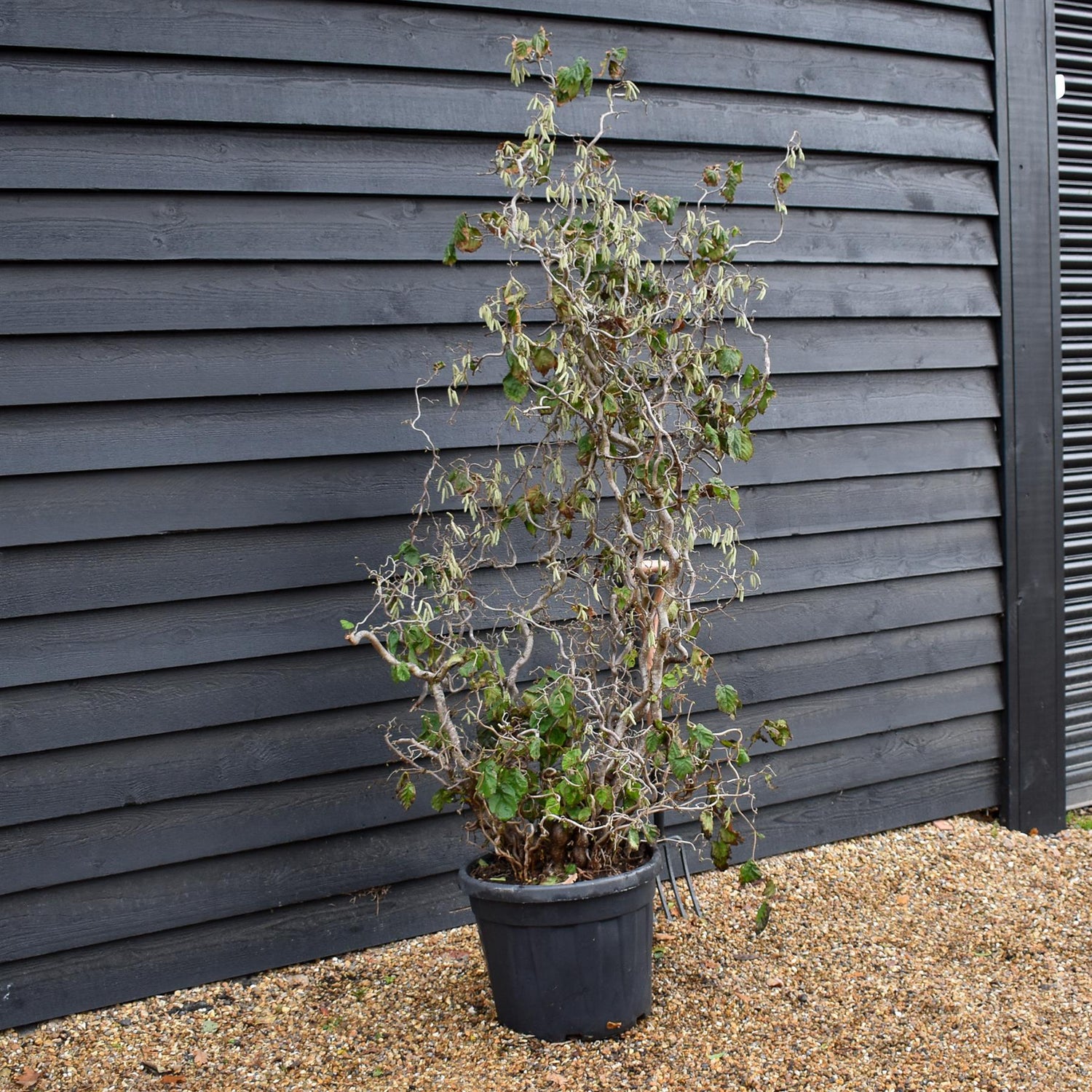 Corylus avellana 'Contorta' | Corkscrew Hazel - Height 160-190cm - 45lt