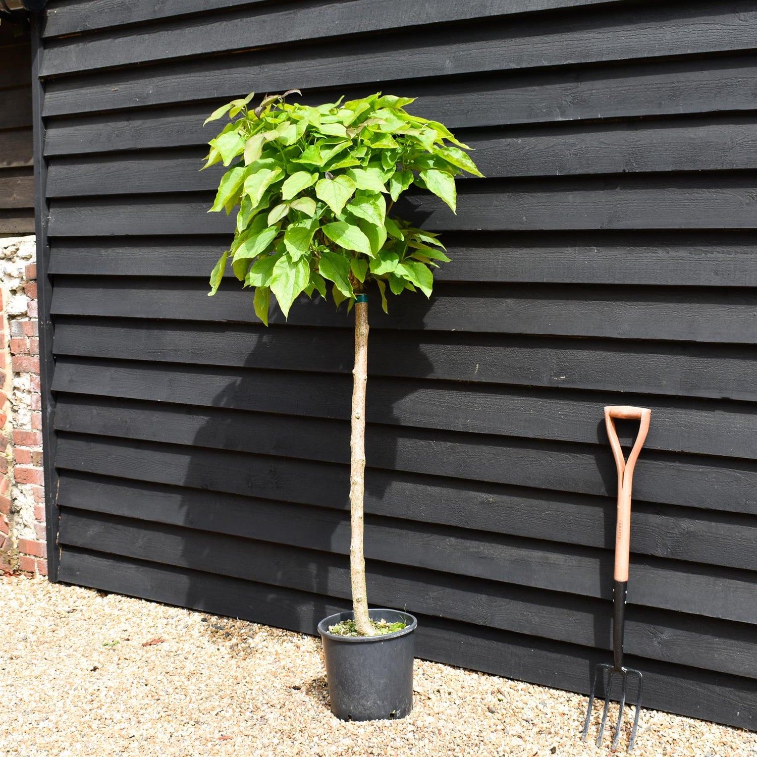 Indian bean tree | Catalpa Bungei - Clear Stem - 100-120cm - Top Graft - Height 190-210cm - 18lt