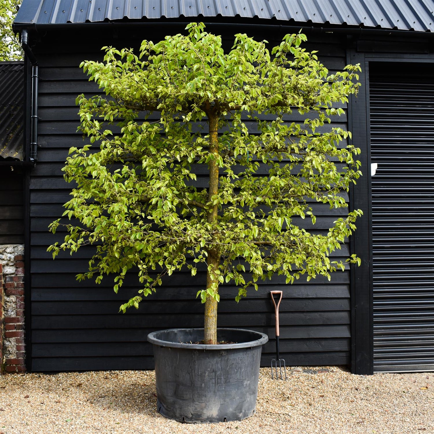 Morus Nigra - Black Mulberry Tree - Espalier - 4 Branched - Height 280-290cm - Width 280-300cm - 450lt