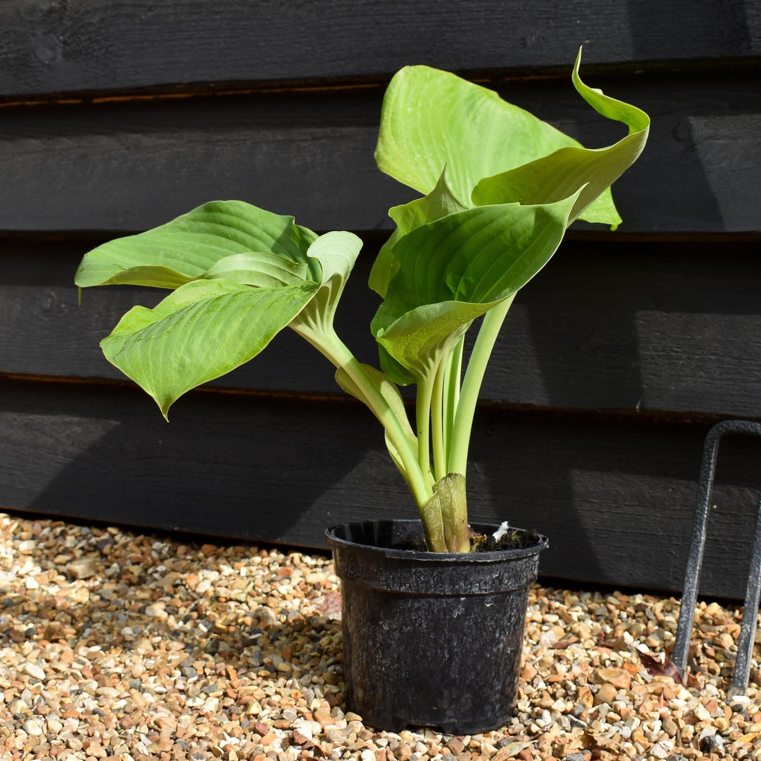 Hosta Plantain Sum and Substance - 30-40cm - 2lt
