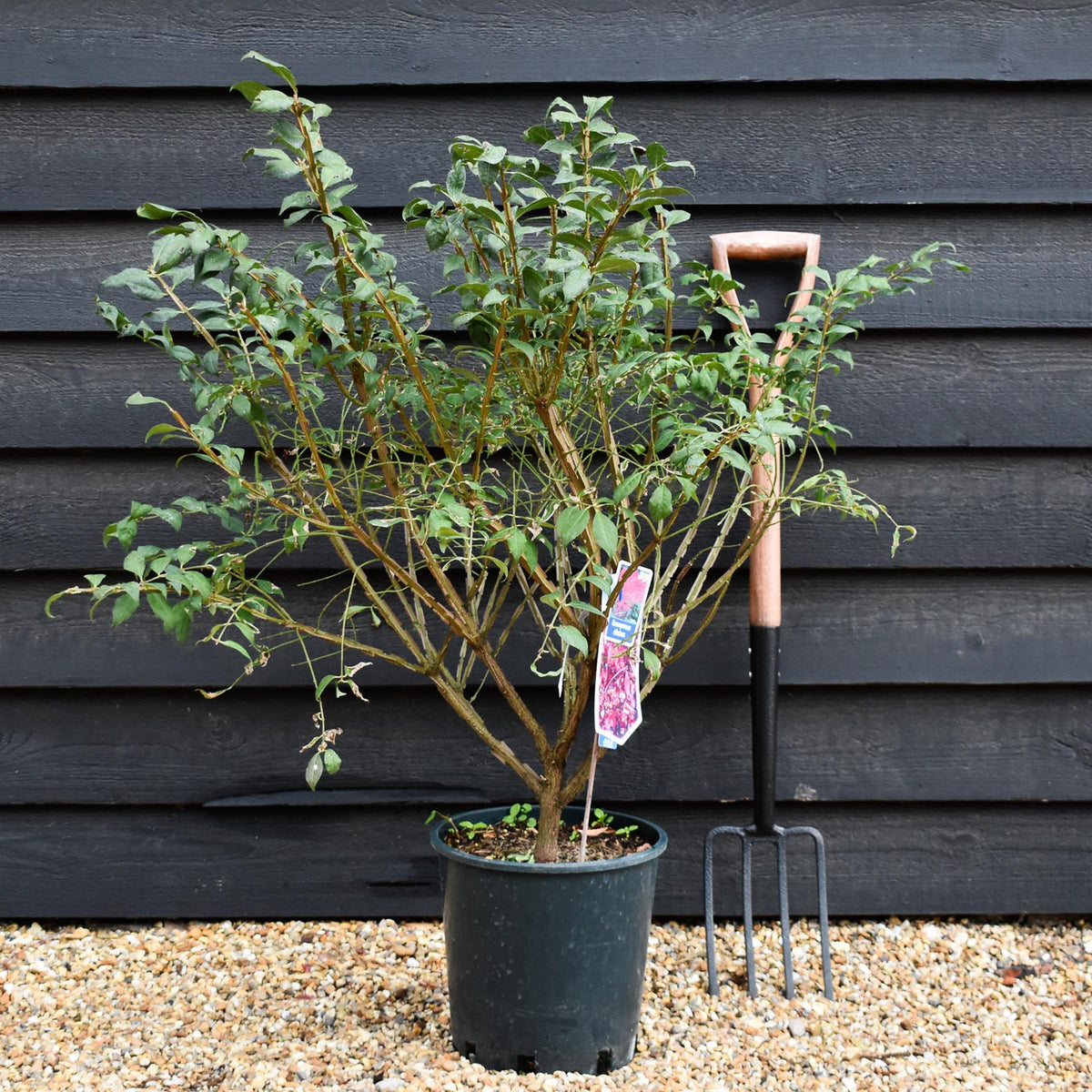 Euonymus alatus | Winged Spindle Tree - Shrub - Height  40-60cm - 10lt