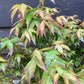 Acer palmatum 'Little Princess' | Japanese maple 'Chiyo-hime' - 50-80cm, 5lt