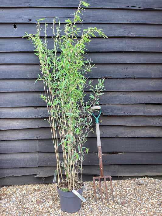 Fargesia nitida 'Pillar' | Black Pearl Bamboo - 140-160cm - 10lt