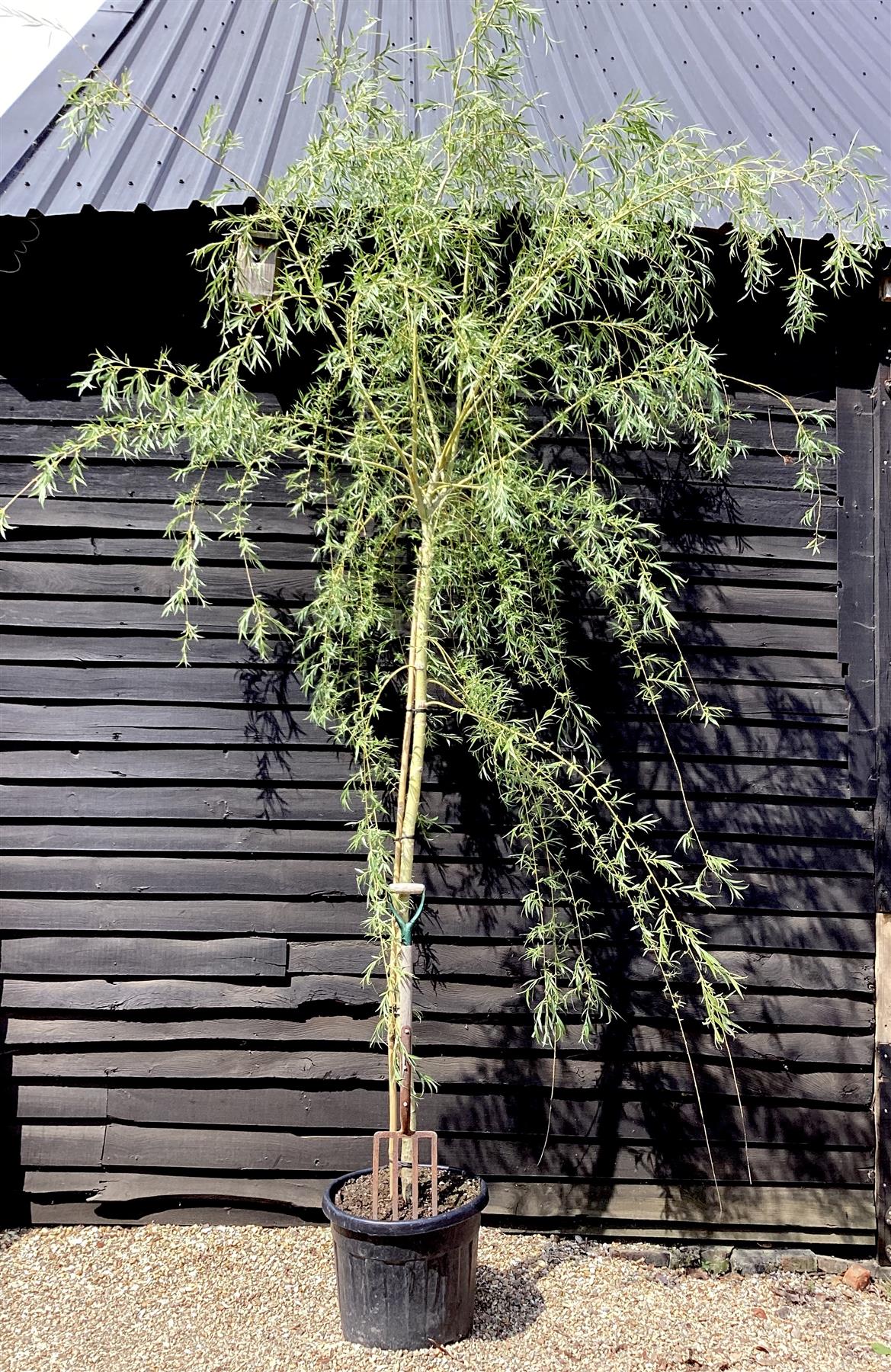 Salix Babylonica Aurea | Golden Weeping Willow - Girth 10-12cm - 300-350cm - 70lt