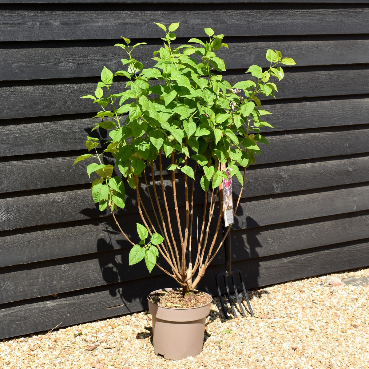 Syringa vulgaris Beauty of Moscow - Height 100-120cm -15lt