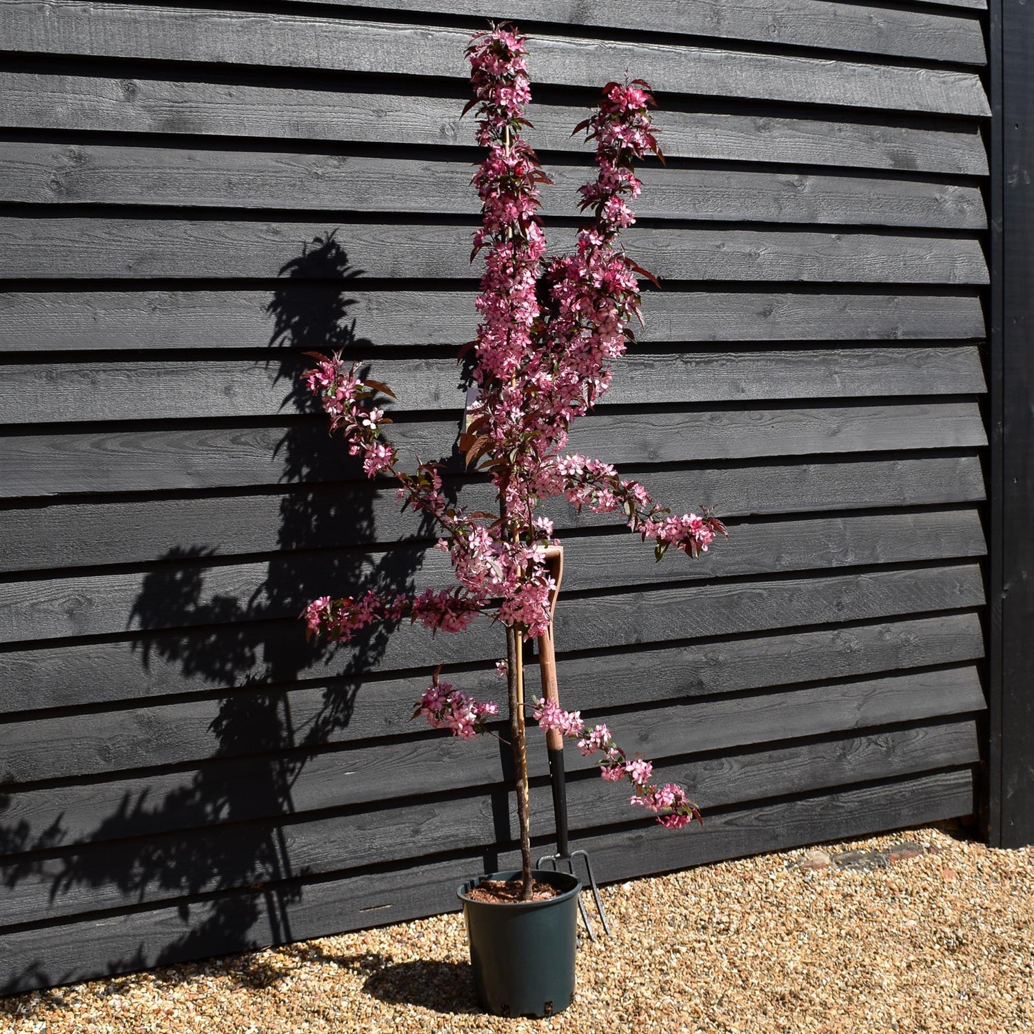 Crab apple | Malus Royal Raindrops - Height 160-180cm - 12lt