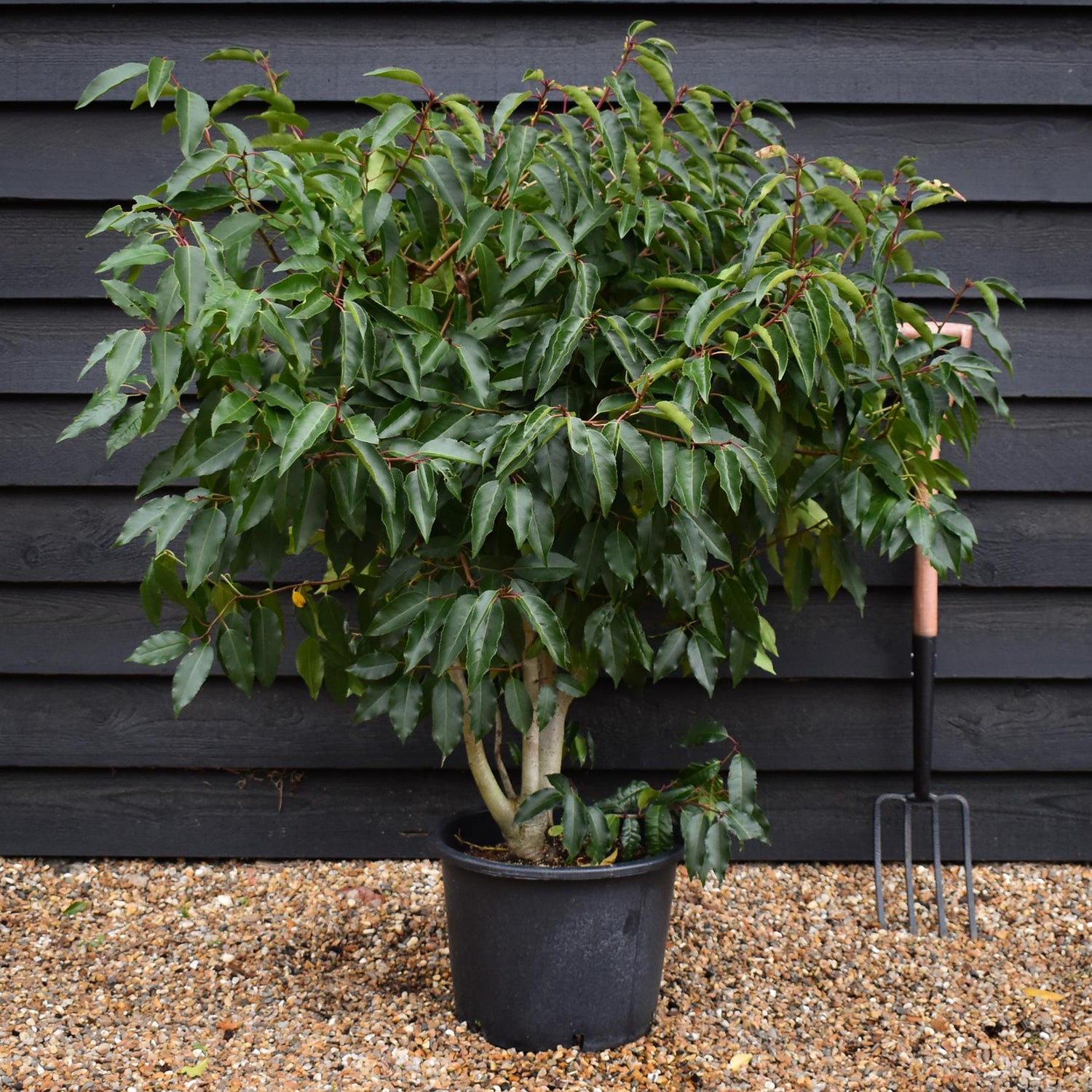 Portuguese Laurel | Prunus lusitanica - Bushy - 140-160cm - 20lt